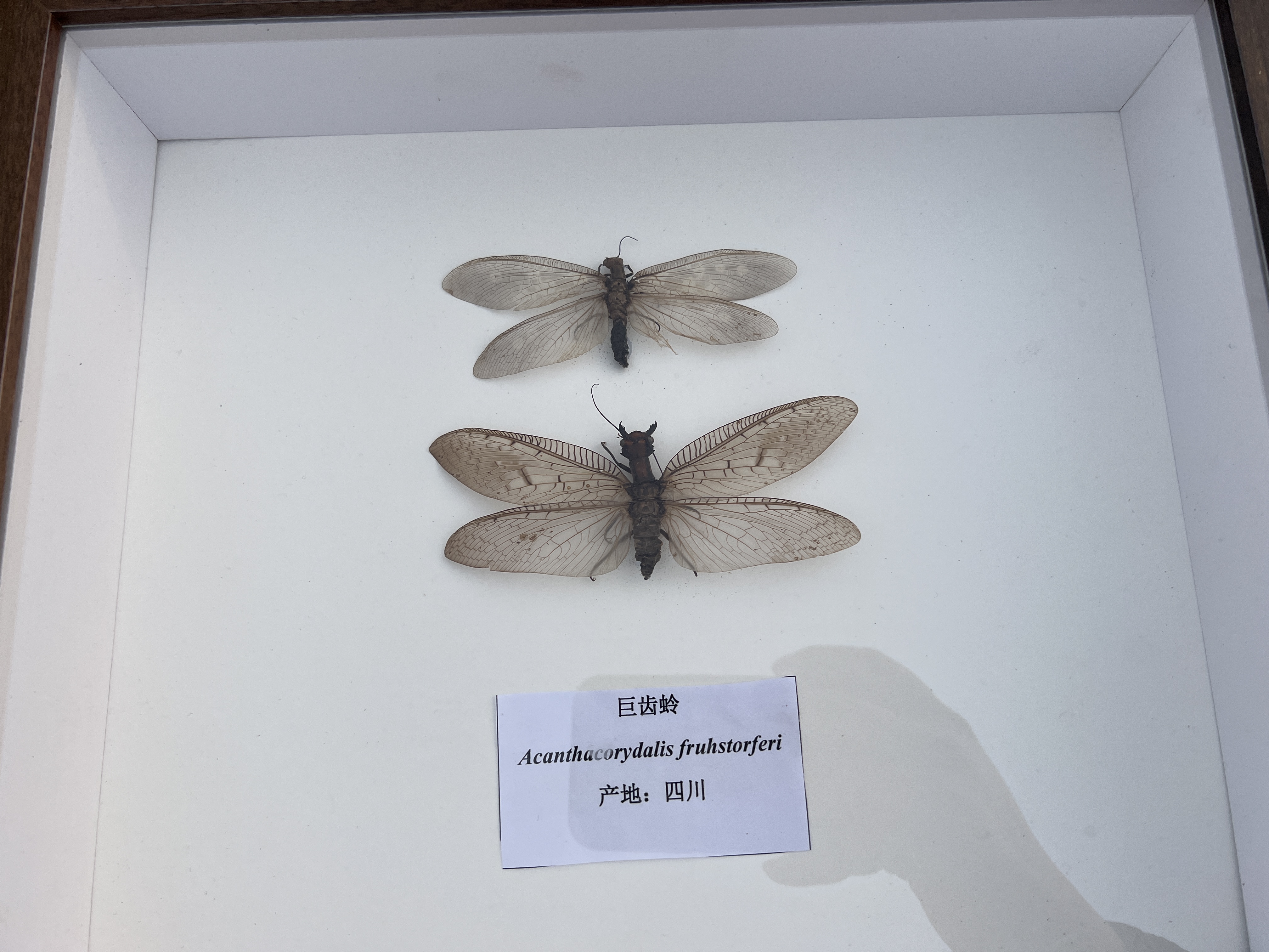 昆虫蝴蝶展
