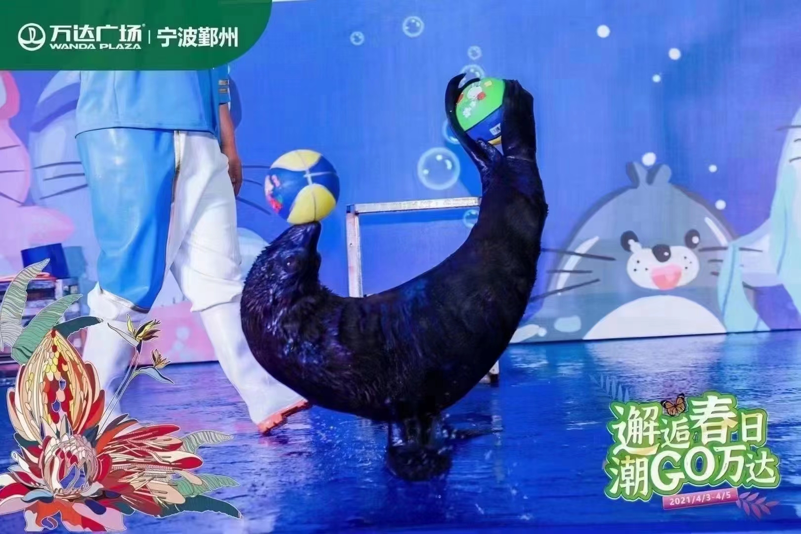 海狮表演商演出租