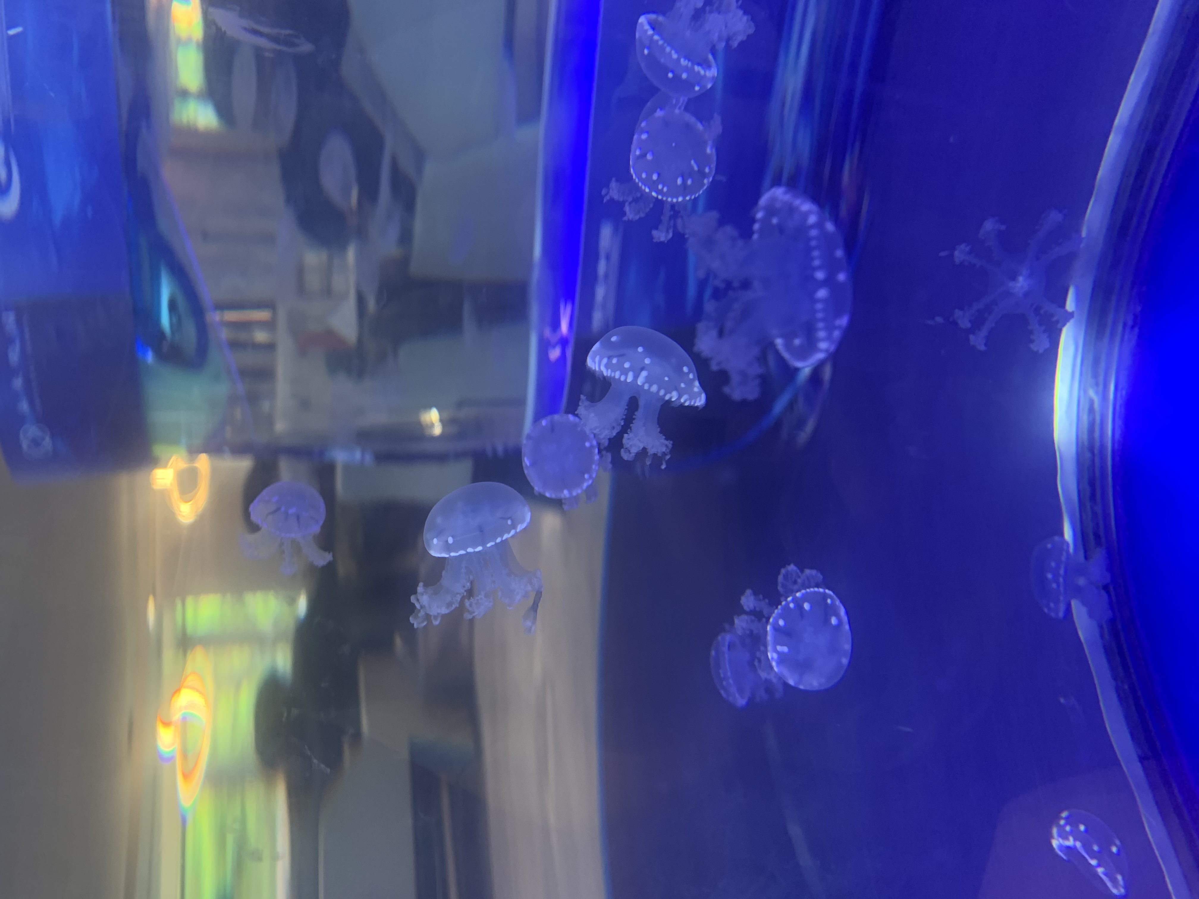 海洋展示出租海洋生物展租赁