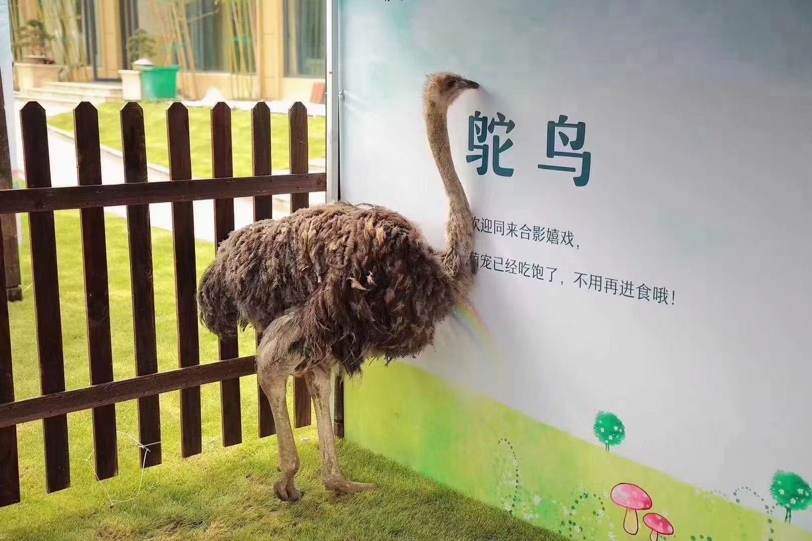 羊驼萌宠展动物展览出租
