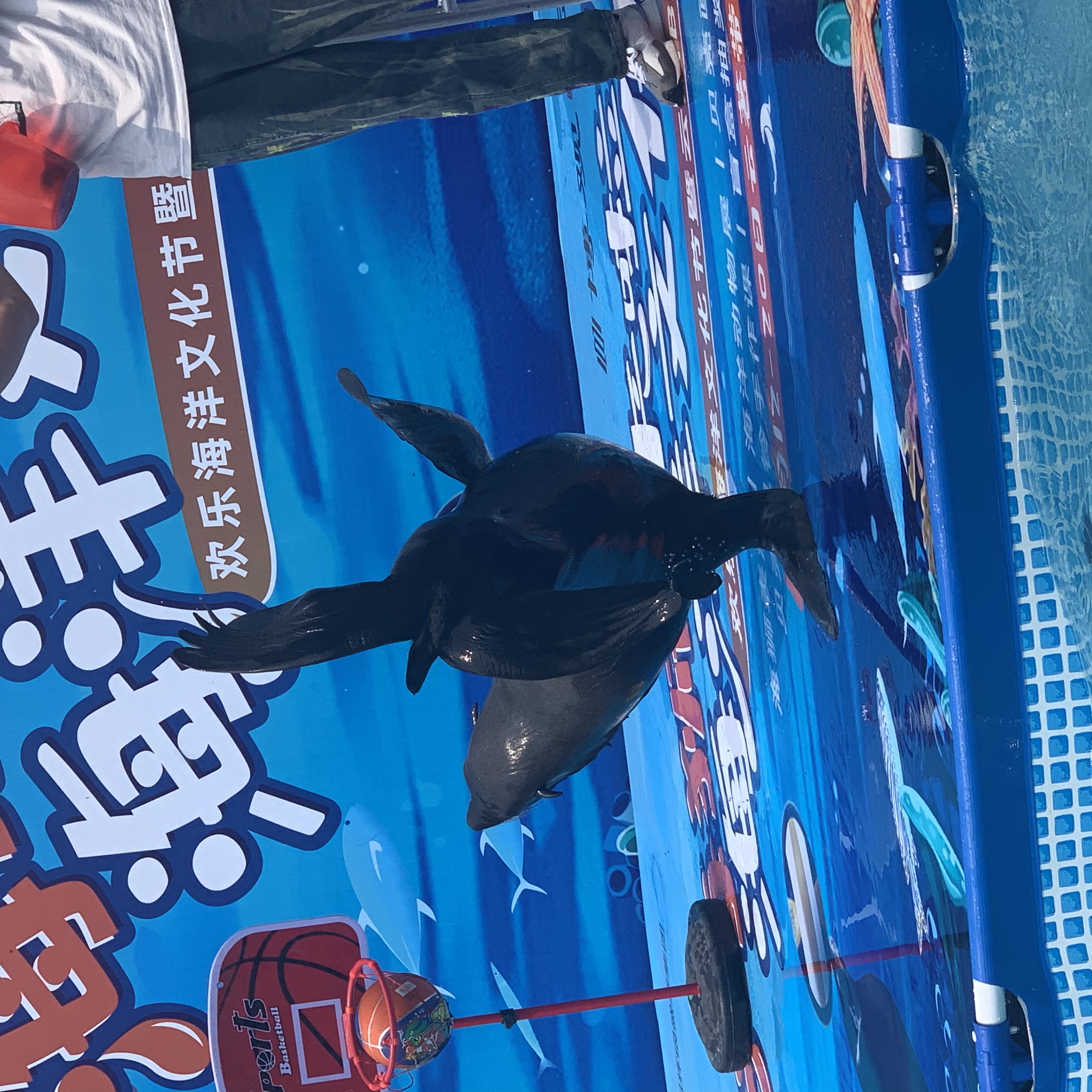 海狮表演出租租赁