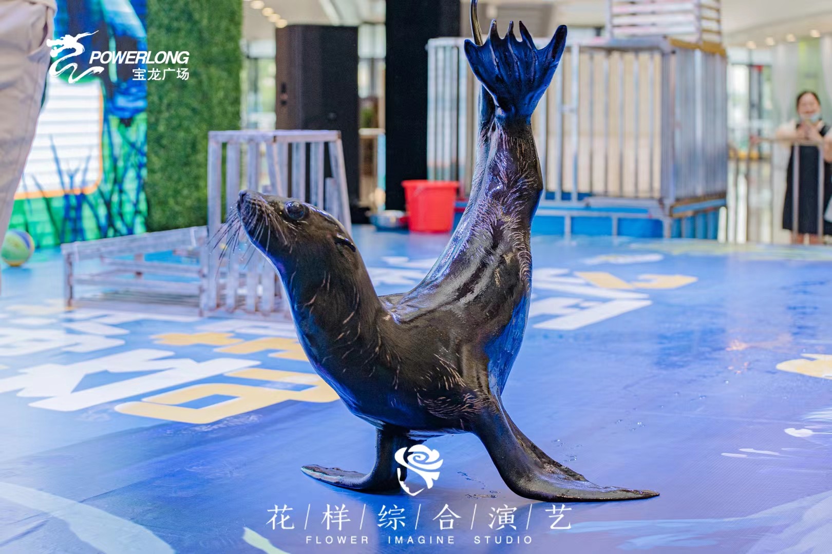 海狮表演出租租赁