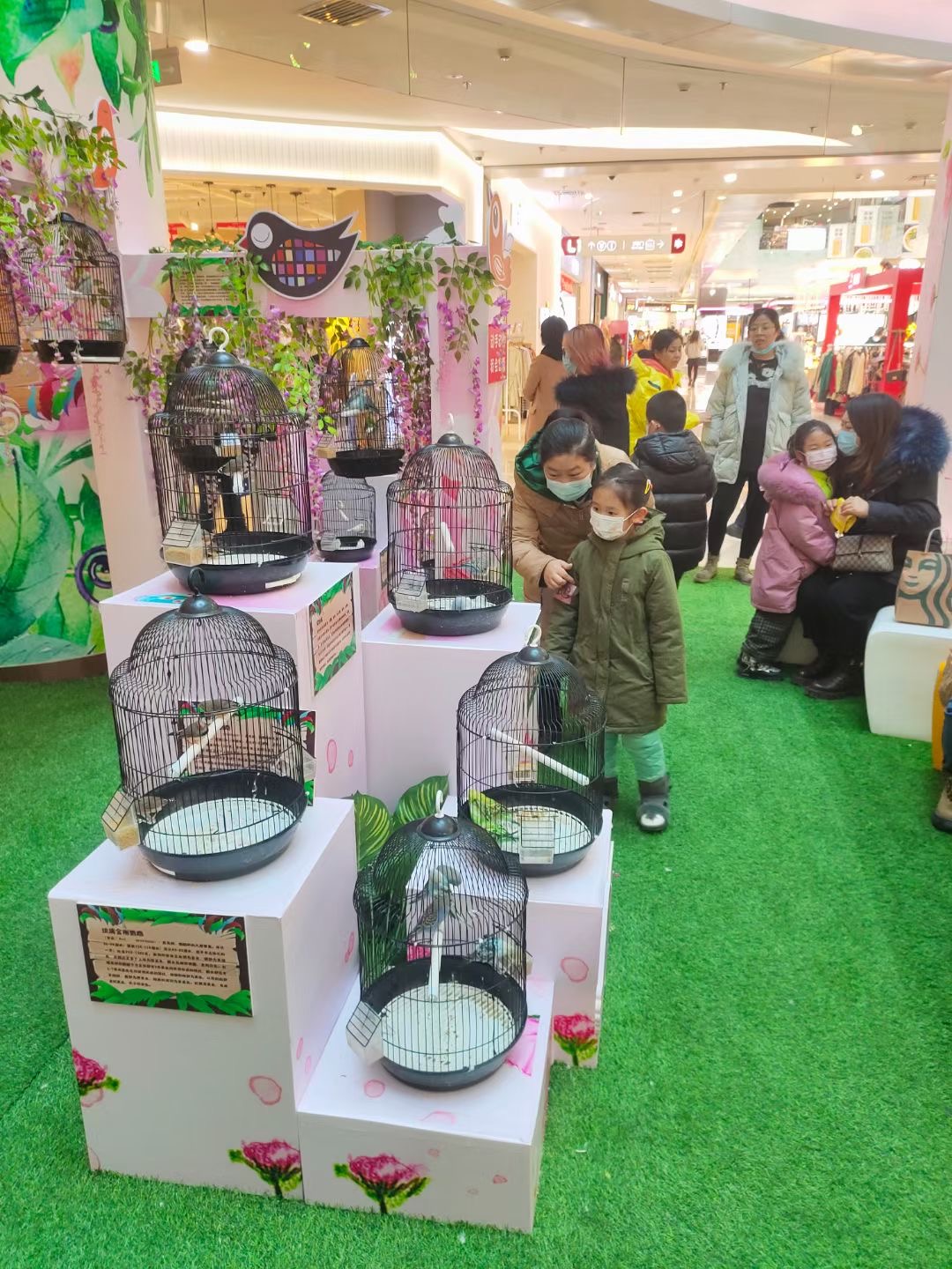 百鸟展出租百鸟朝凤展