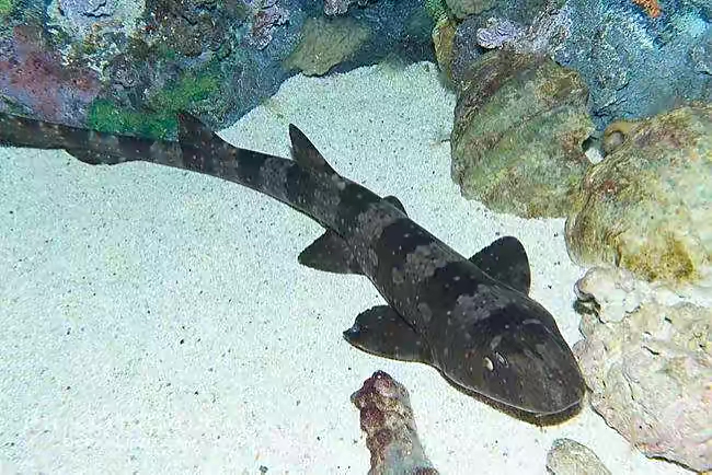 海洋展出租海洋生物展租赁海底世界