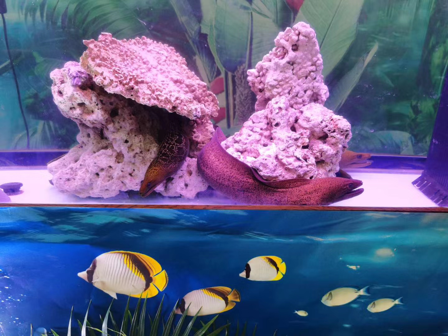 海洋展出租海洋生物展租赁海底世界