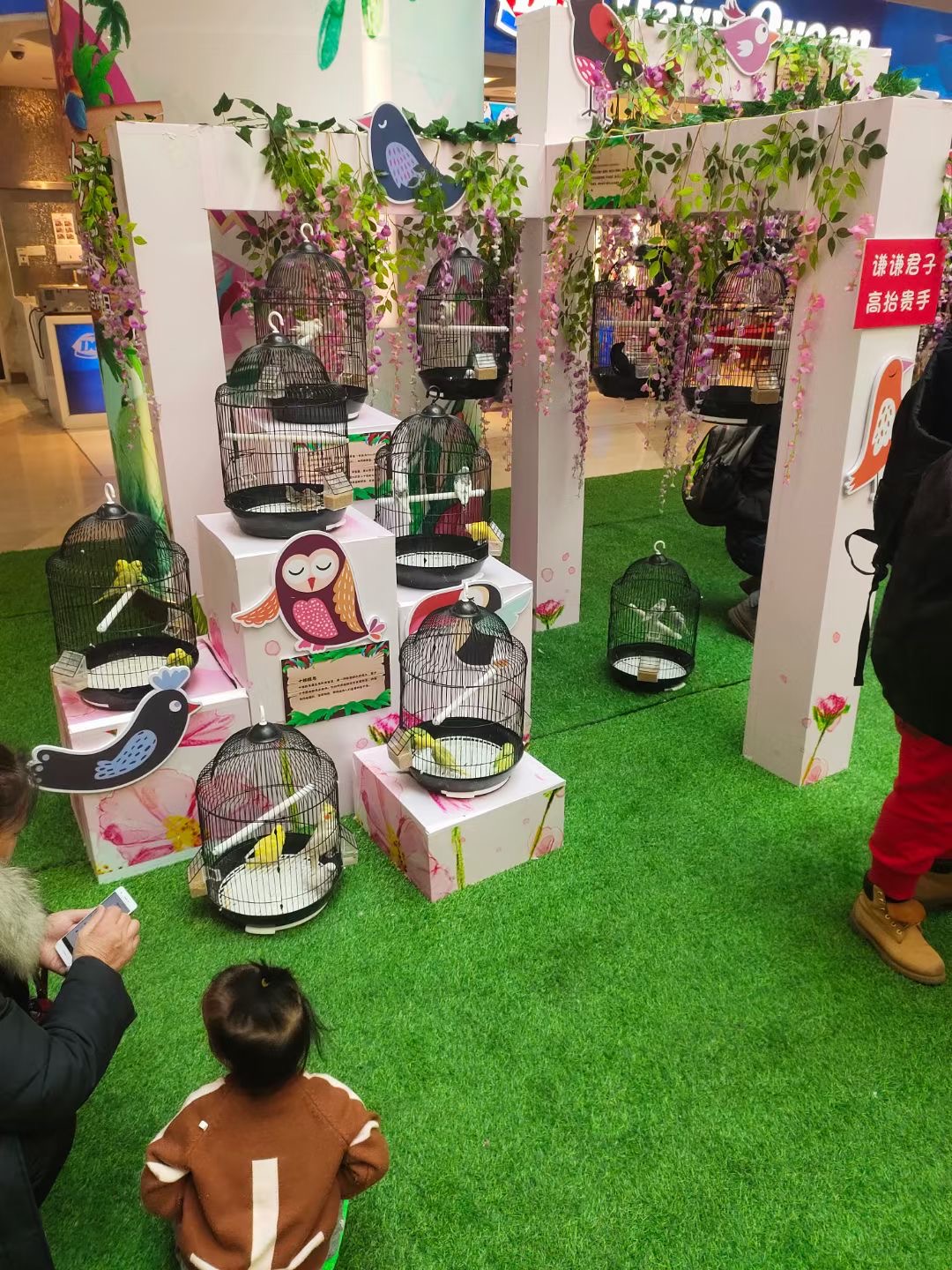百鸟展出租百鸟朝凤展，鹦鹉表演出租