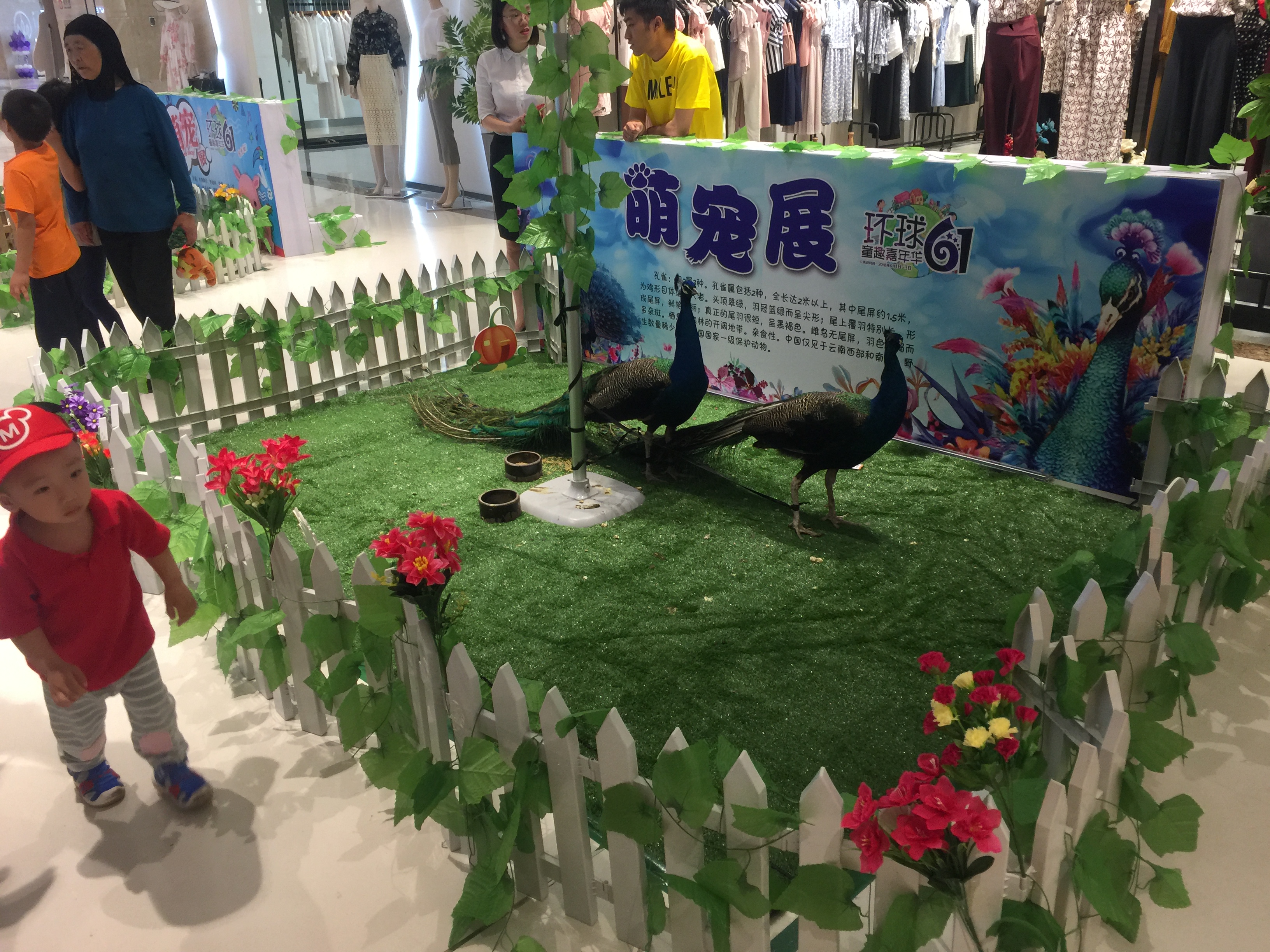 百鸟展出租百鸟朝凤展，鹦鹉表演出租