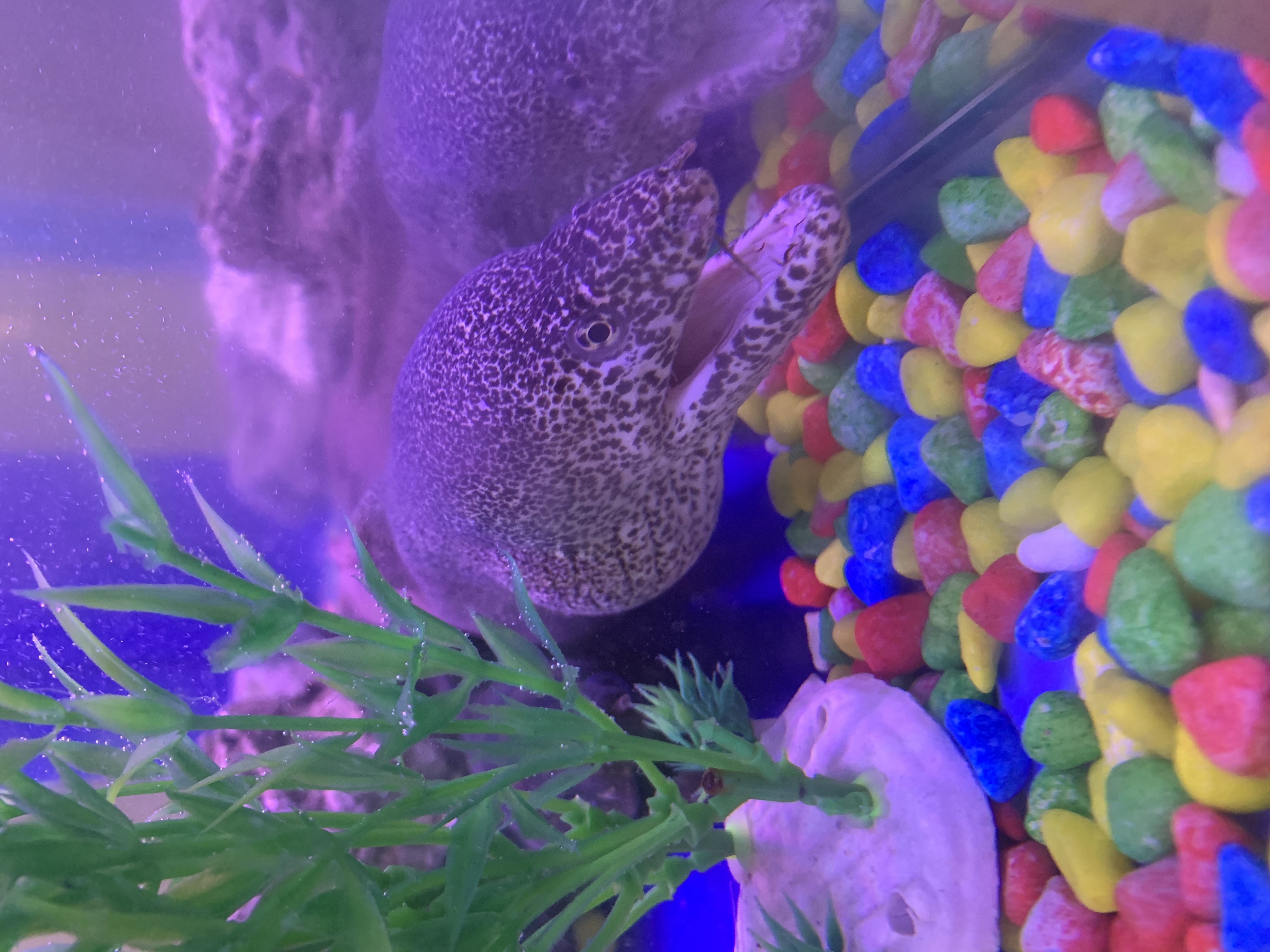 海洋展出租海洋生物展鲨鱼展