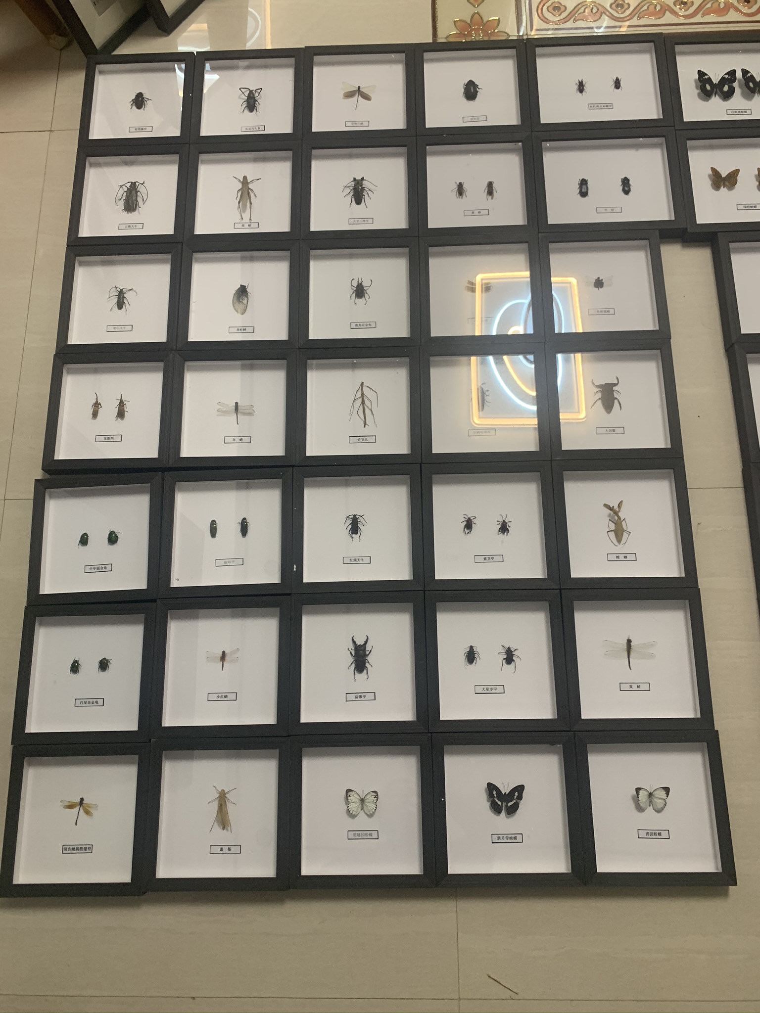 春季蝴蝶展昆虫展，标本活体多种类