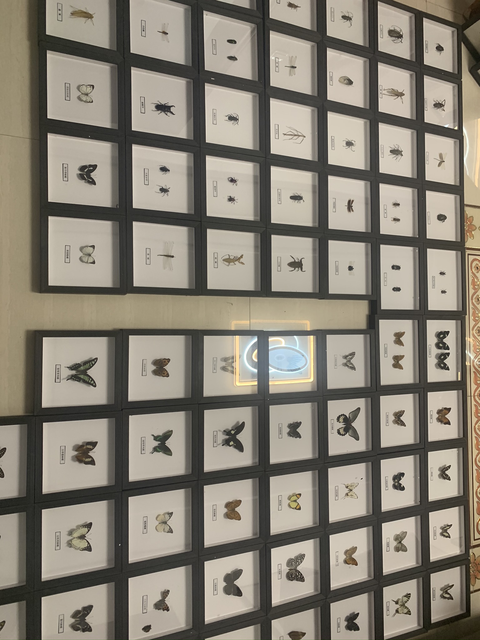 春季蝴蝶展昆虫展，标本活体多种类
