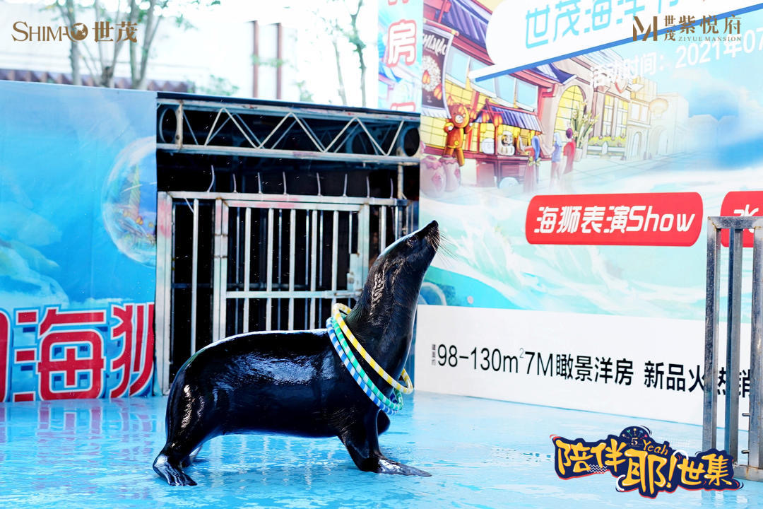 海狮表演