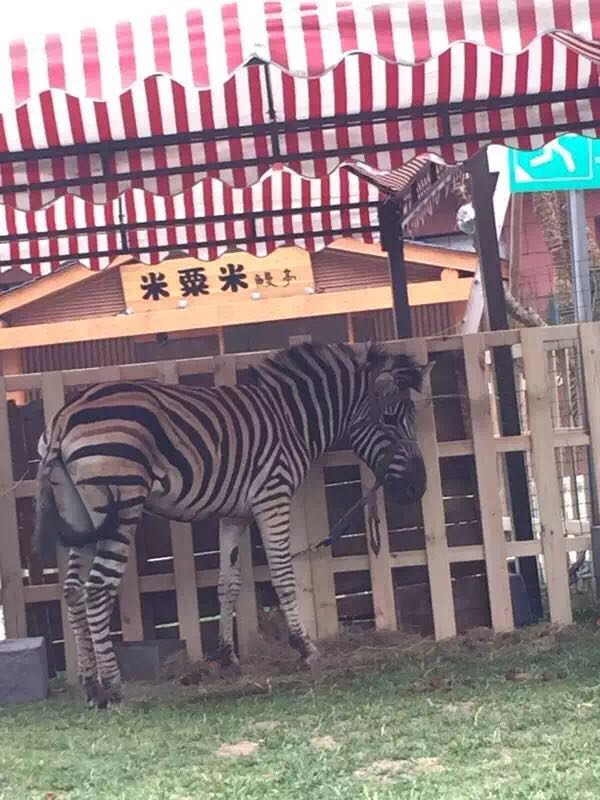 萌宠展