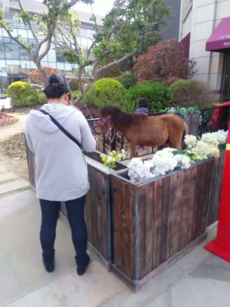 萌宠展