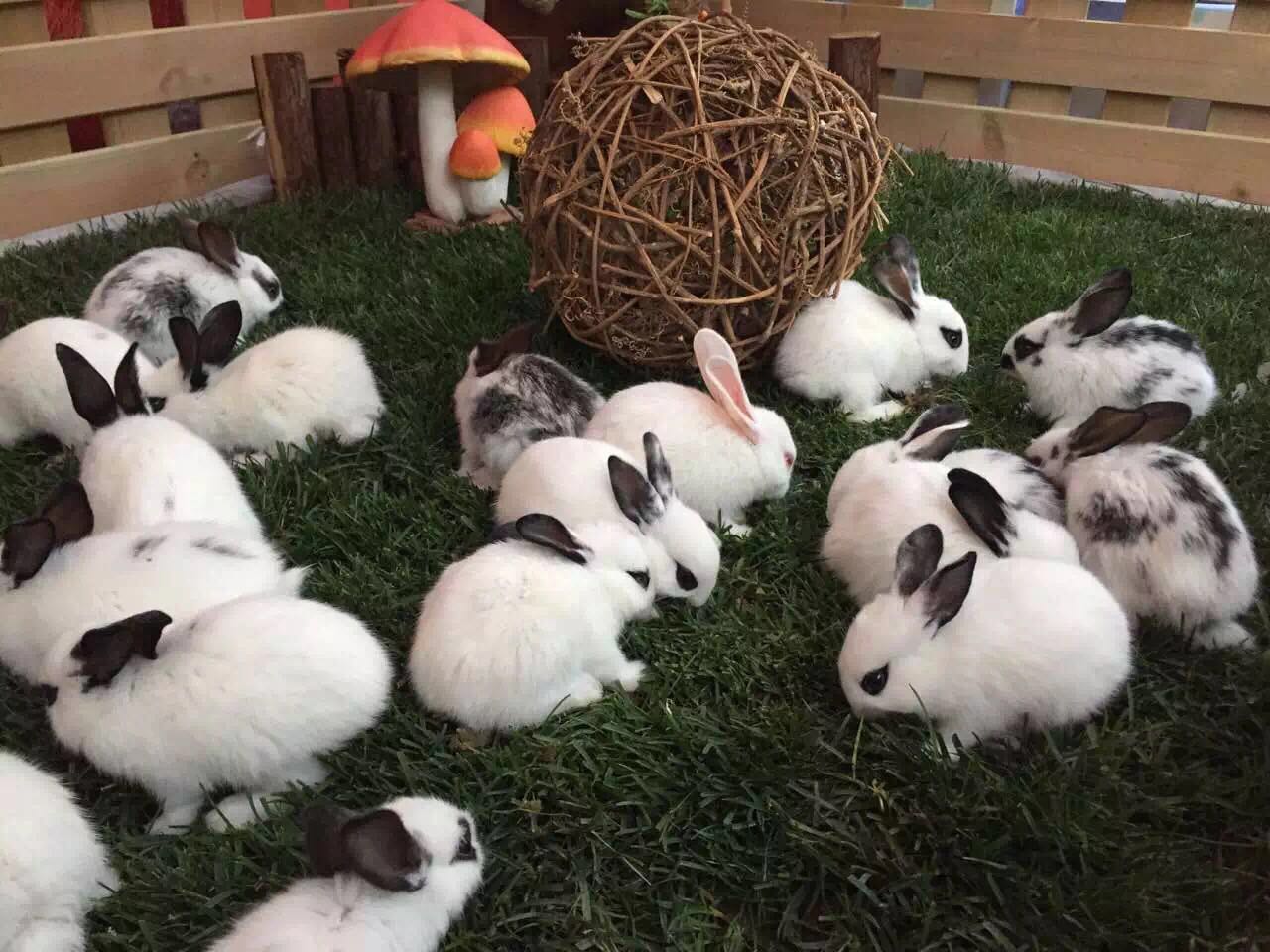 萌宠展