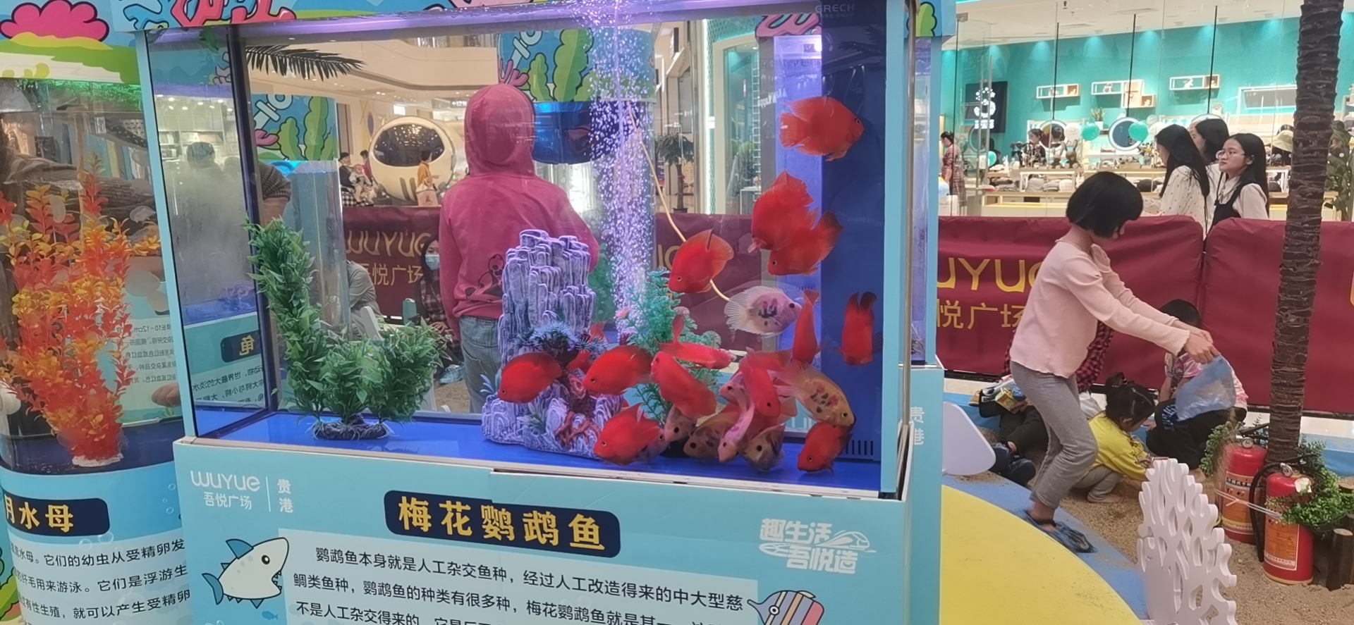 海洋生物鱼缸展，海狮表演，美人鱼表演