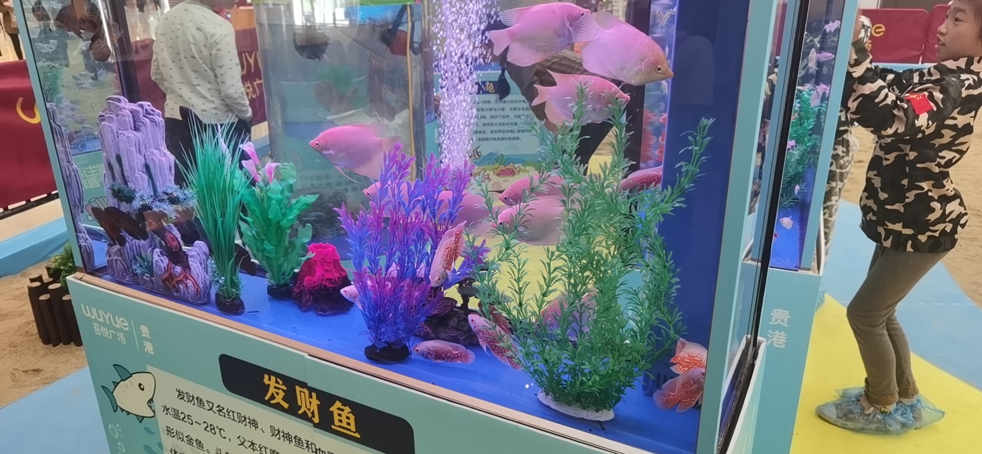 海洋生物鱼缸展，海狮表演，美人鱼表演