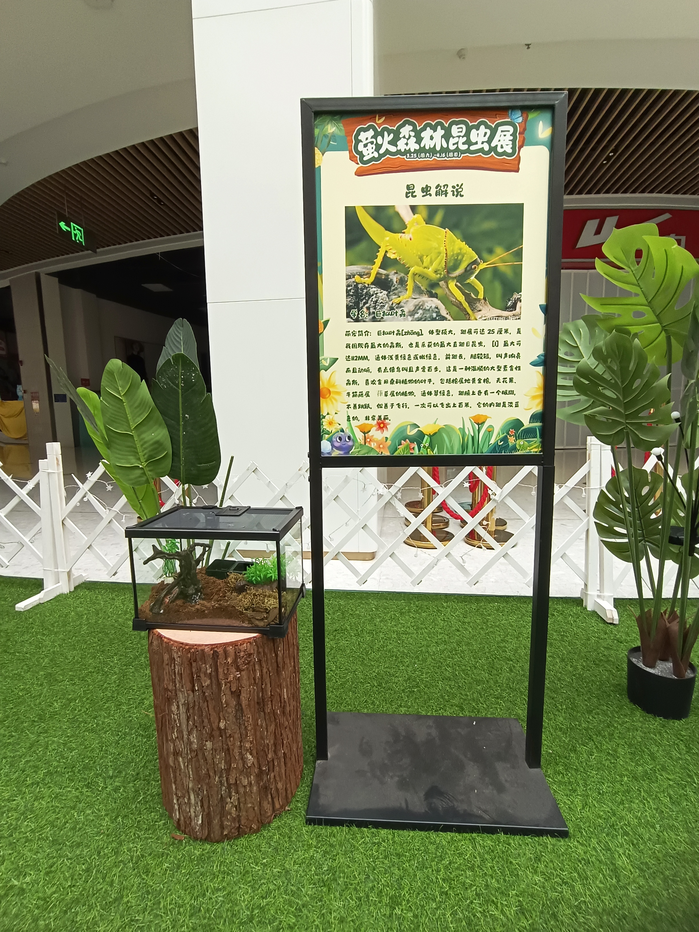 活体昆虫展