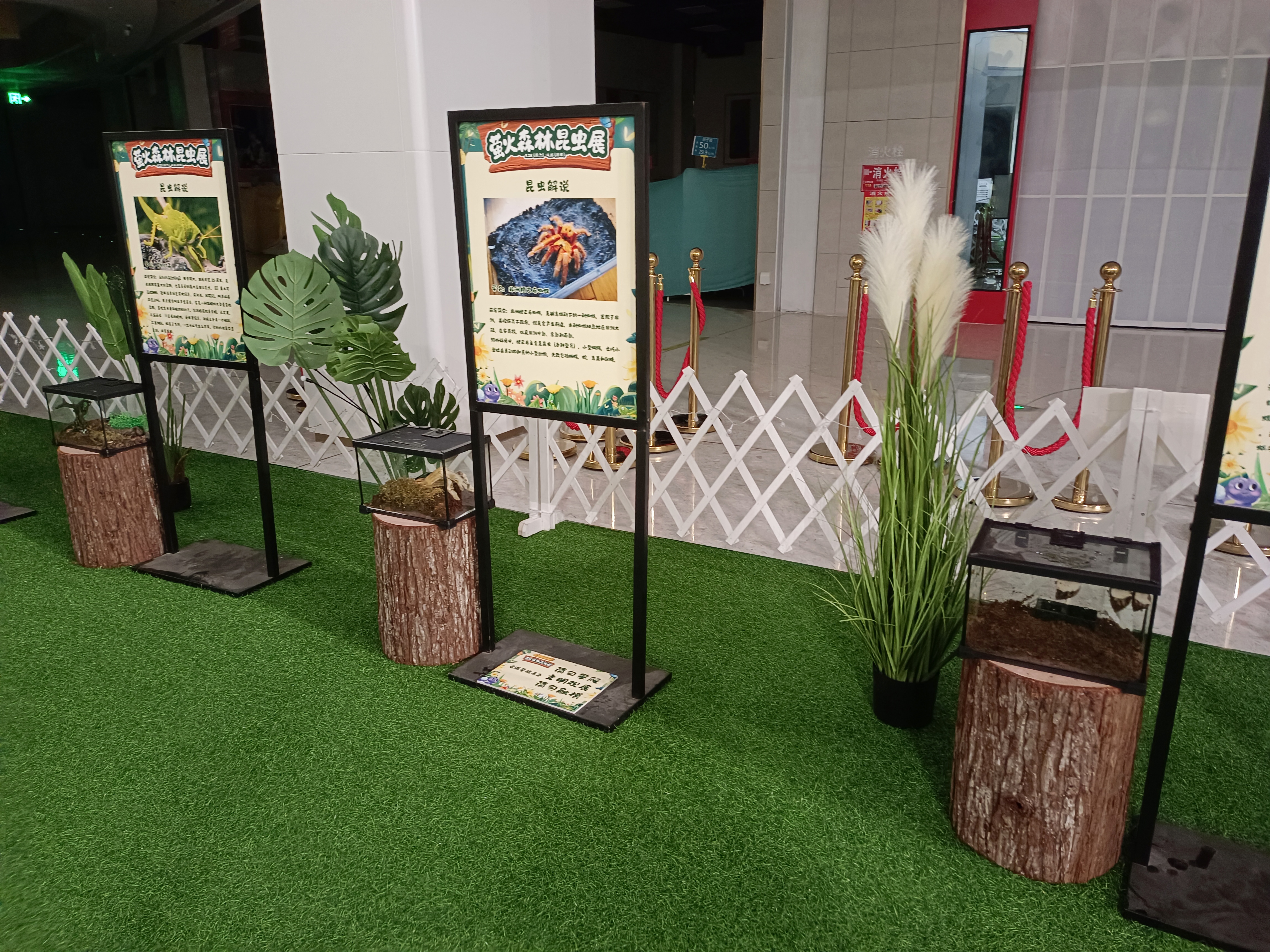 活体昆虫展