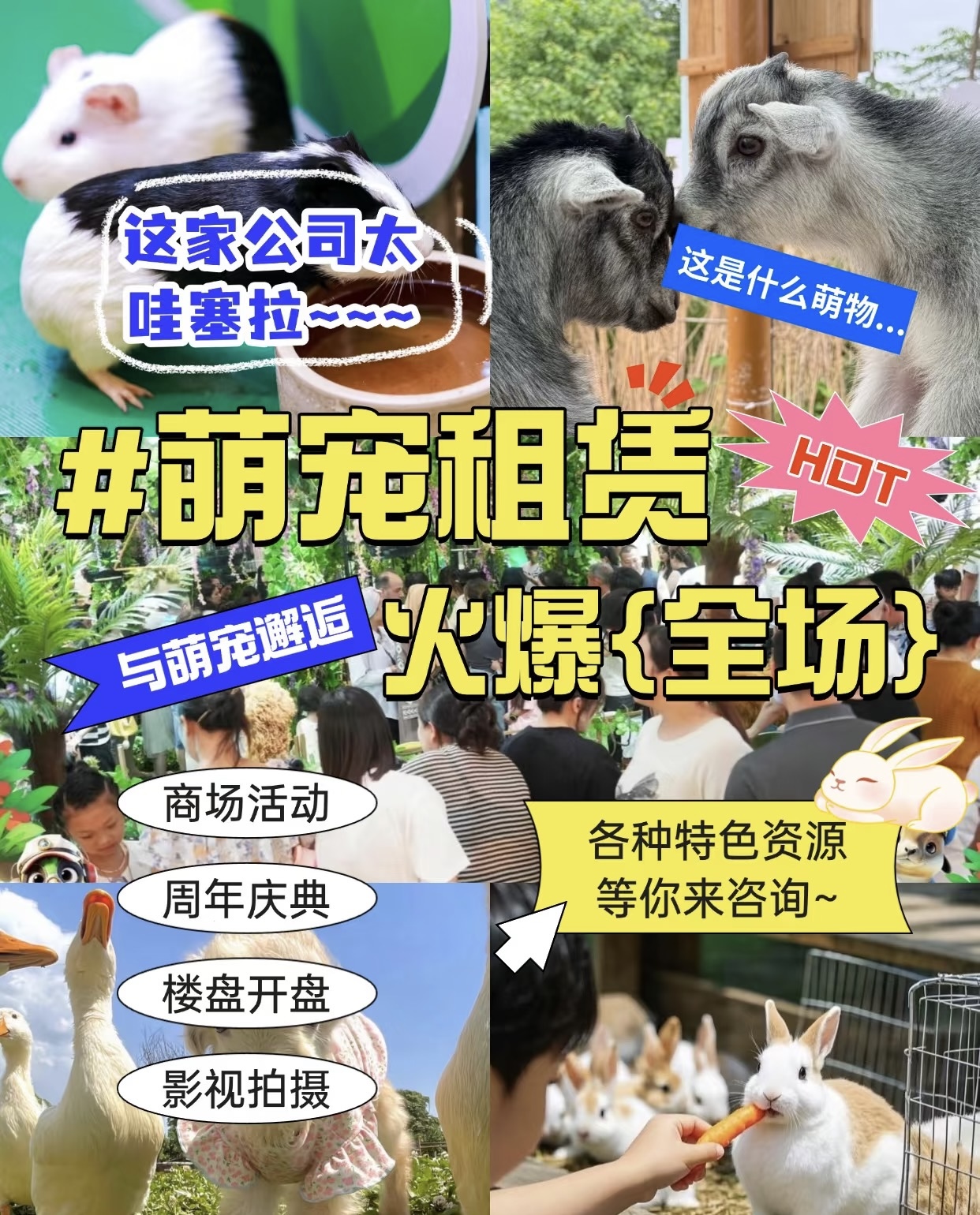 矮马出租萌马乐园马年引流必备