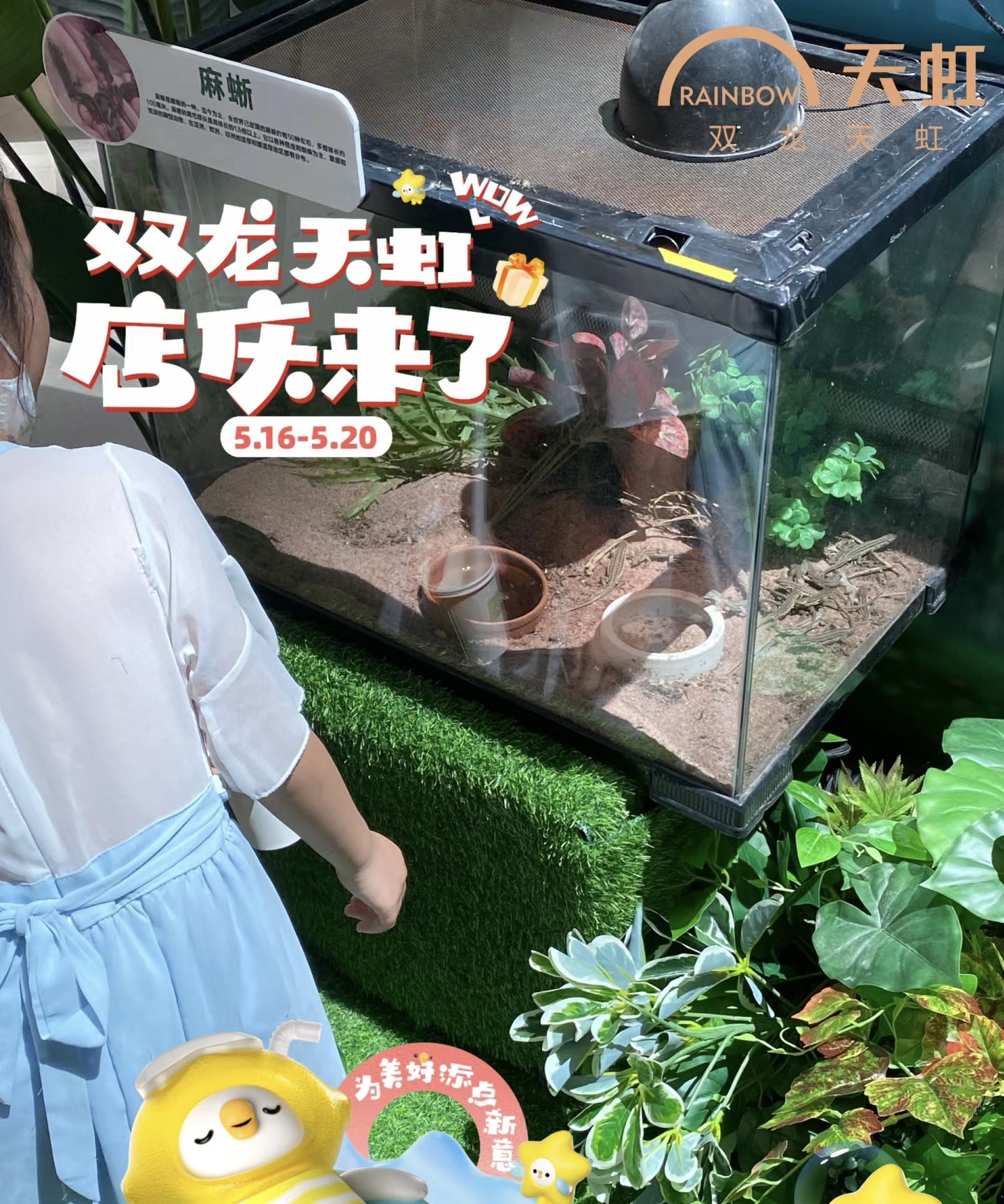 爬虫昆虫造景标本出租展览活体科普动物知识