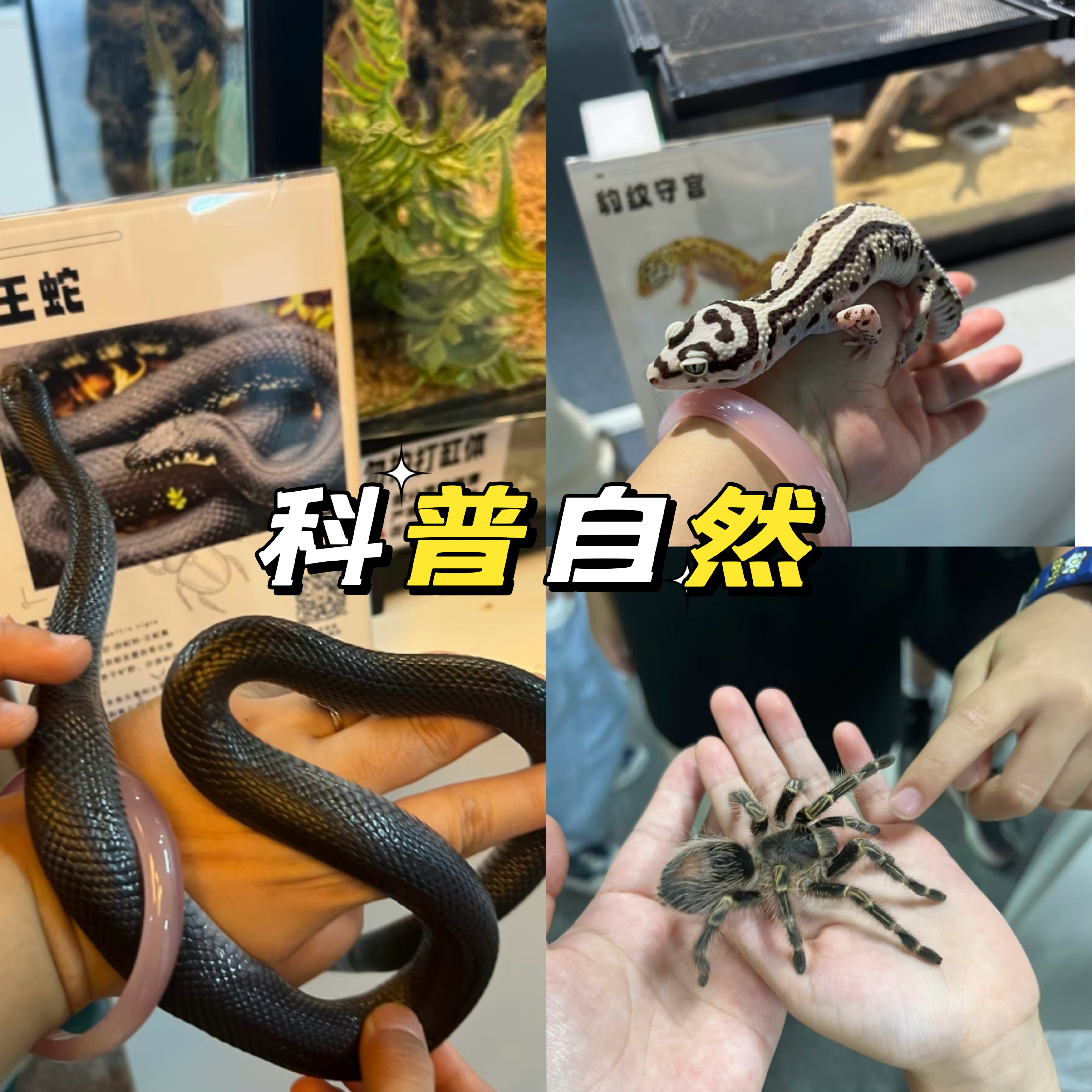 爬虫展览活体蝴蝶标本出租引流策划好资源