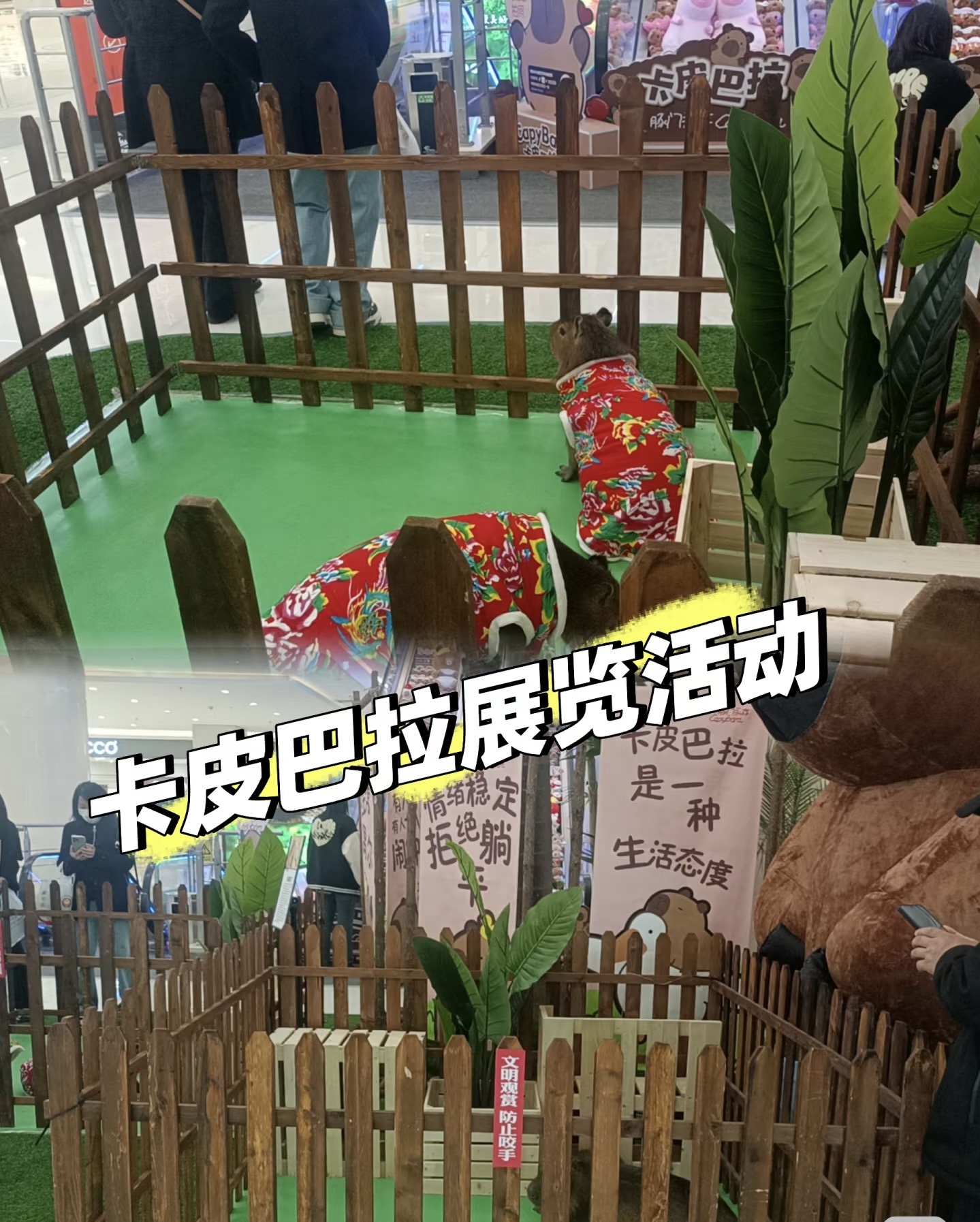 水豚出租春节商场引流策划好资源好项目一手