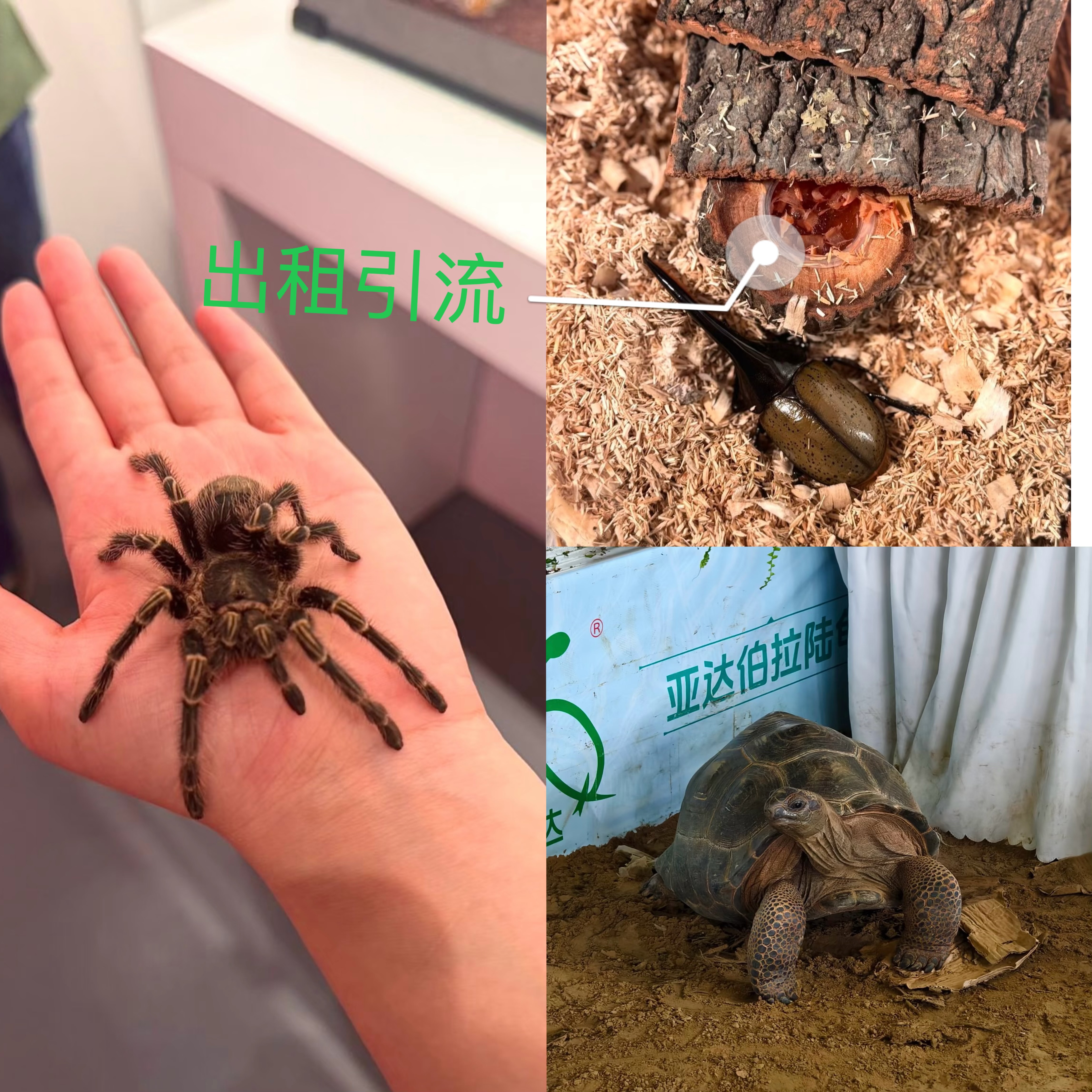 爬虫展览出租引流策划好资源一首资源出租