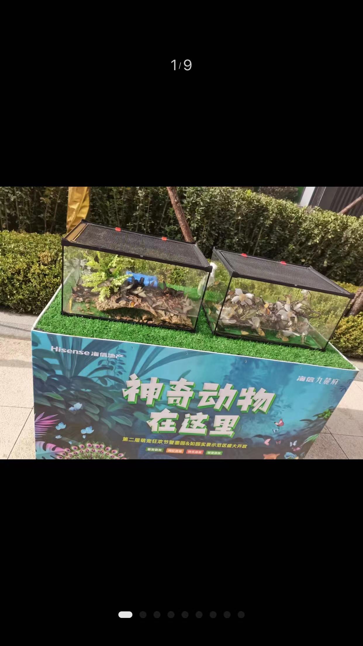 爬虫昆虫展览活体昆虫爬虫科普自然知识出租