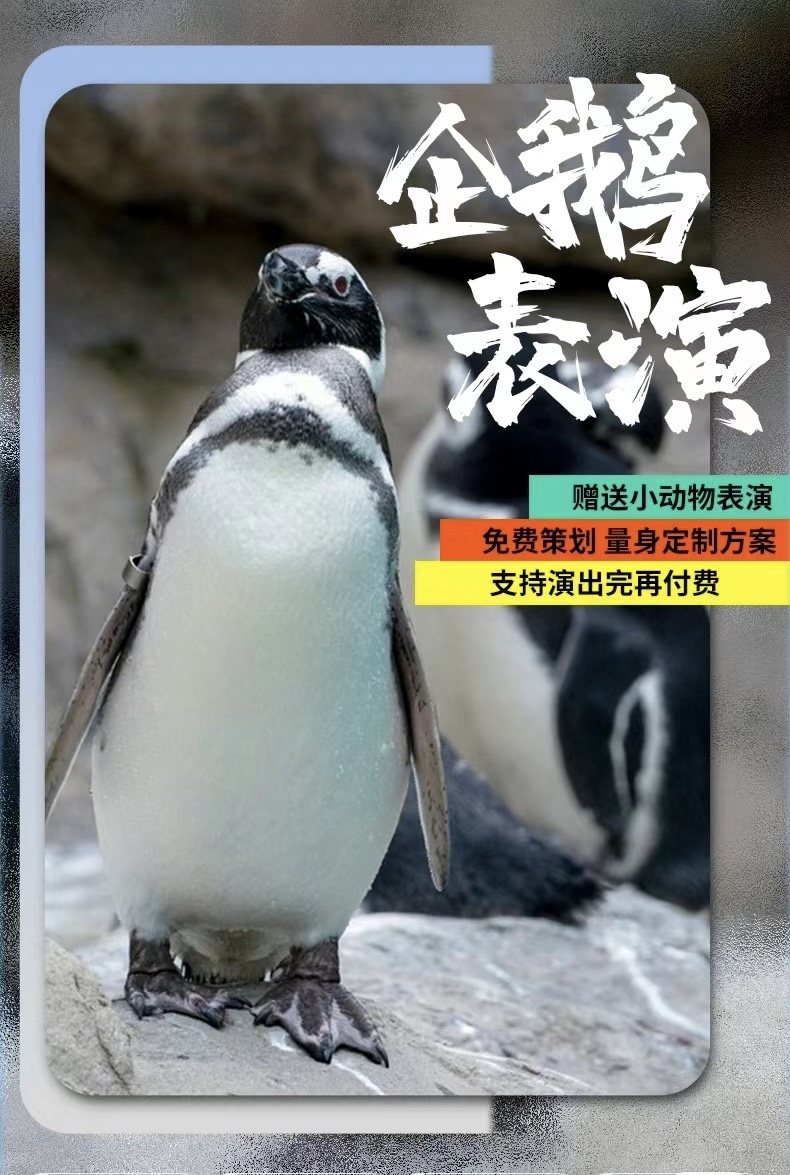 企鹅展览出租暖场<font style="color: #FF8F00 !important;">引流</font>好项目新风向策划<font style="color: #FF8F00 !important;">方案</font>