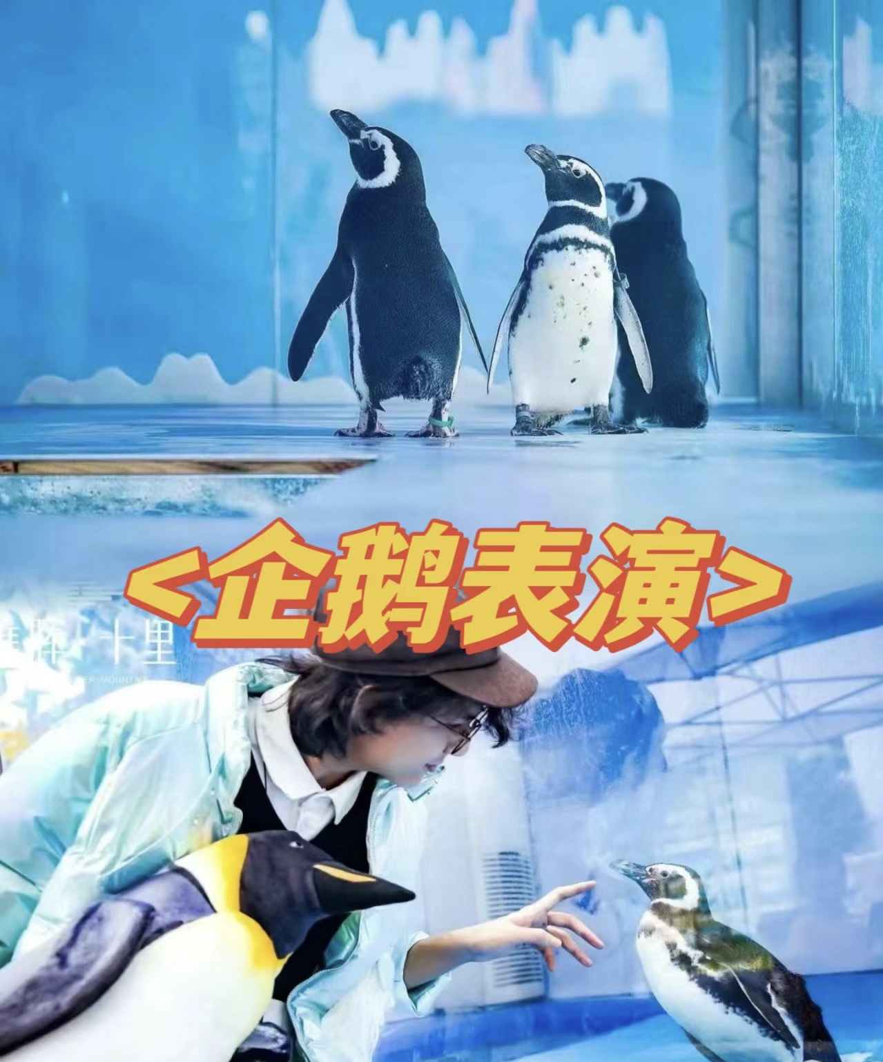 巴布亚企鹅出租寒带企鹅文旅<font style="color: #FF8F00 !important;">策划引流</font>好项目