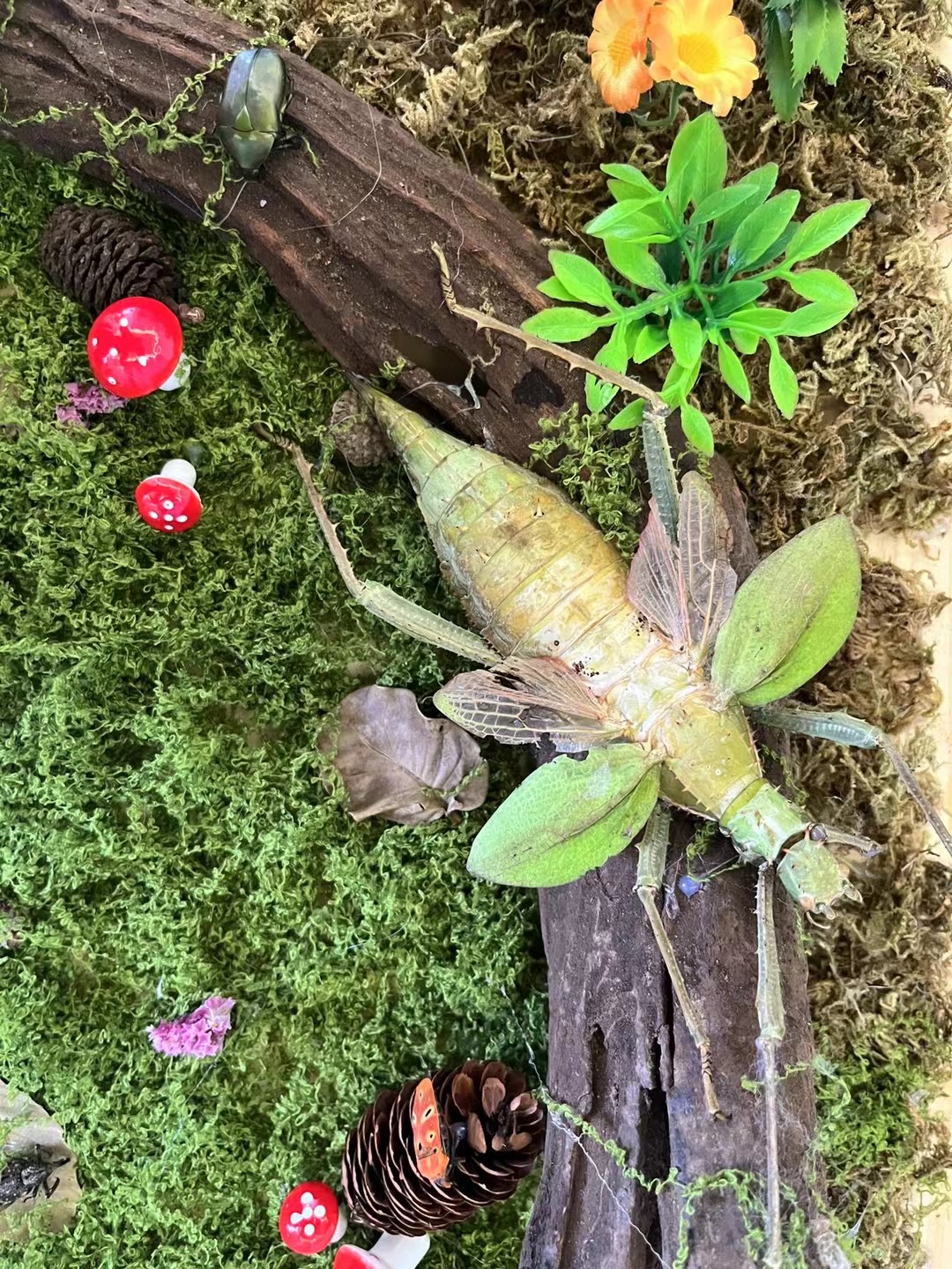 爬虫活体昆虫爬虫造景标本出租引流好资源
