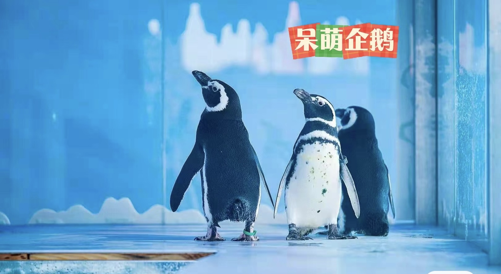 企鹅出租展览新风向引流客源活动<font style="color: #FF8F00 !important;">好</font>规划
