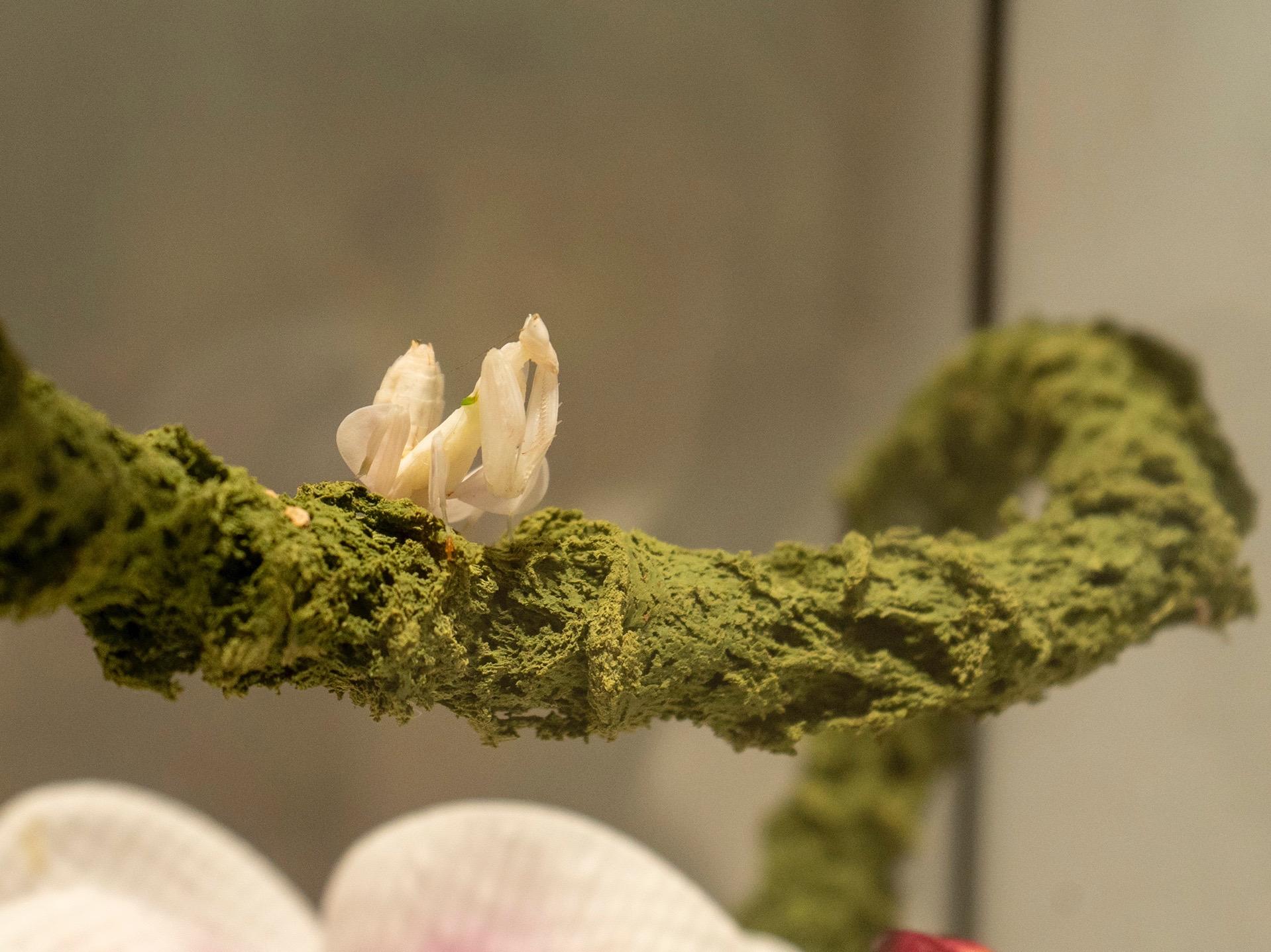 儿童节暑假活体昆虫展爬虫展甲虫蜥蜴多种类