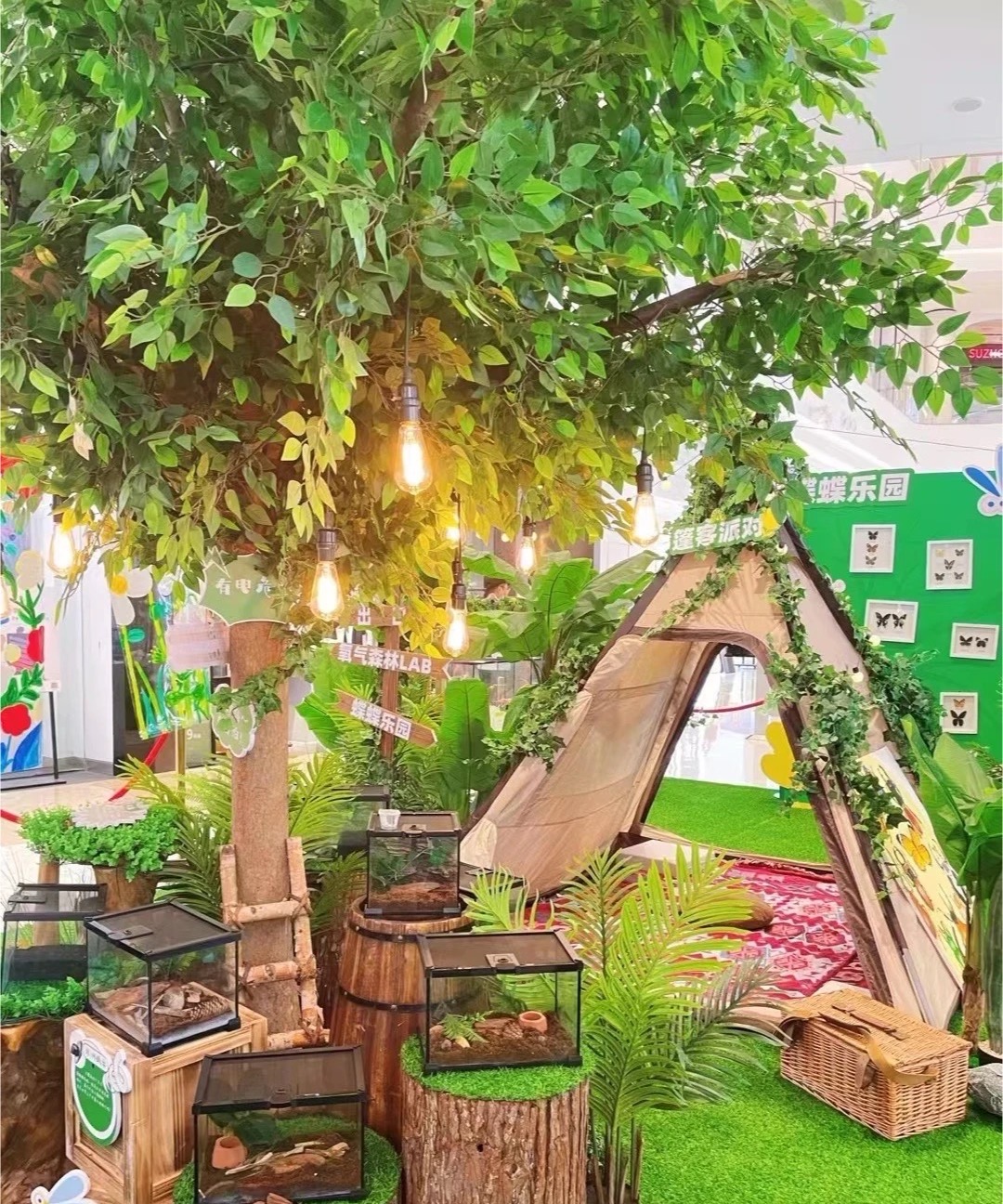 爬虫活体昆虫爬虫造景标本出租引流好资源