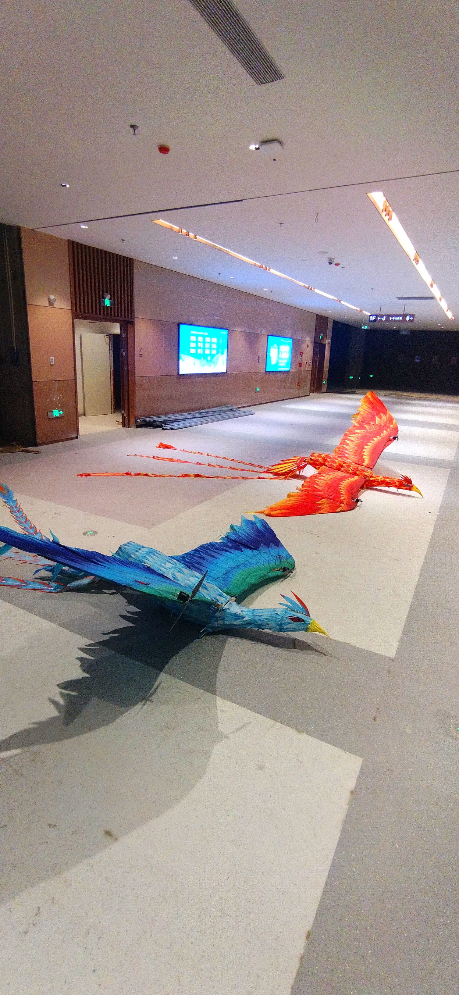 室内火凤凰 室内飞天凤凰