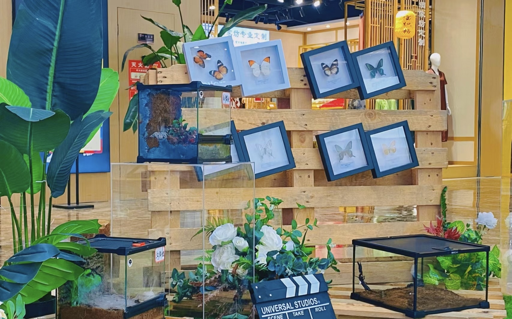 蝴蝶标本展览爬虫活体展览出租春季夏季好项