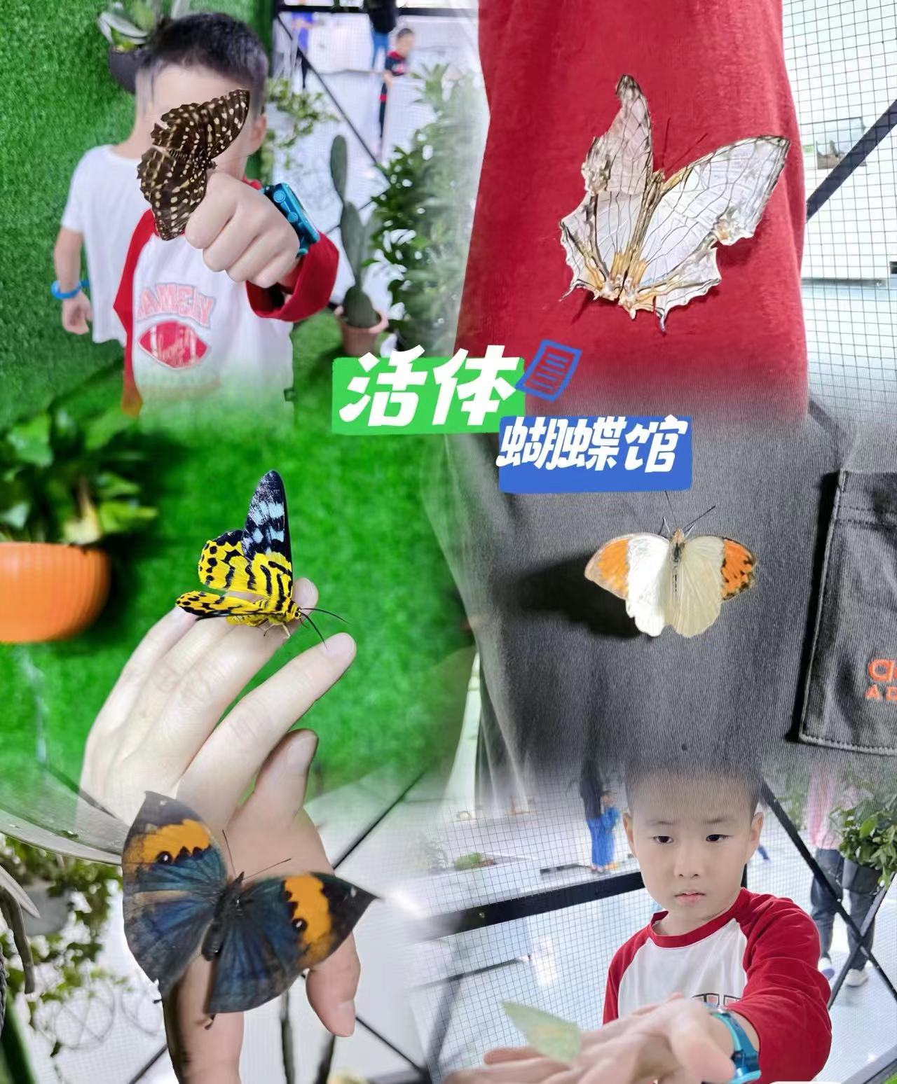 活体<font style="color: #FF8F00 !important;">蝴蝶</font>出售标本出租<font style="color: #FF8F00 !important;">蝴蝶</font>放飞引流好资源大