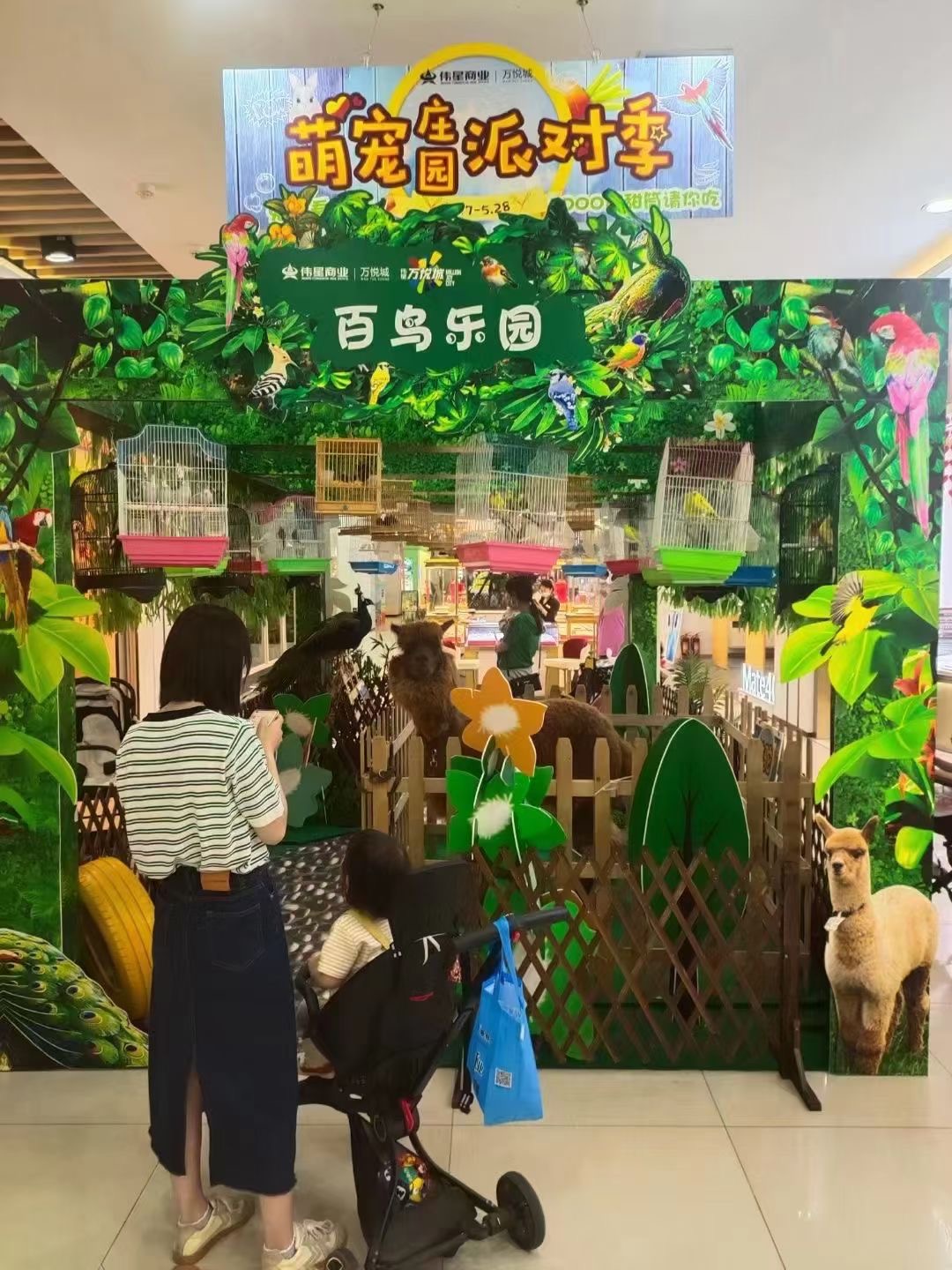 百鸟展出租，百鸟展租赁