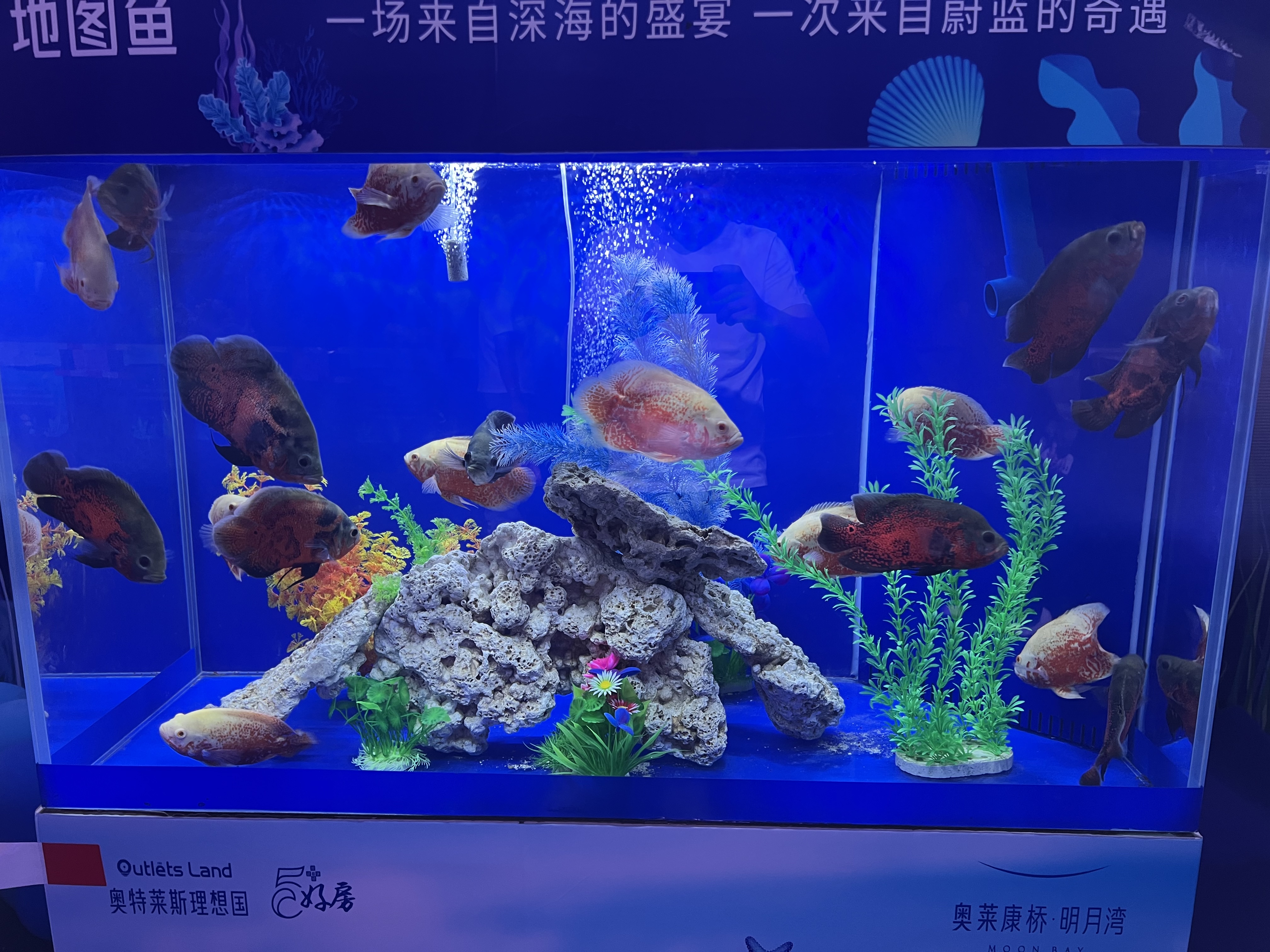 珍稀海洋生物展 海洋展 鲨鱼展