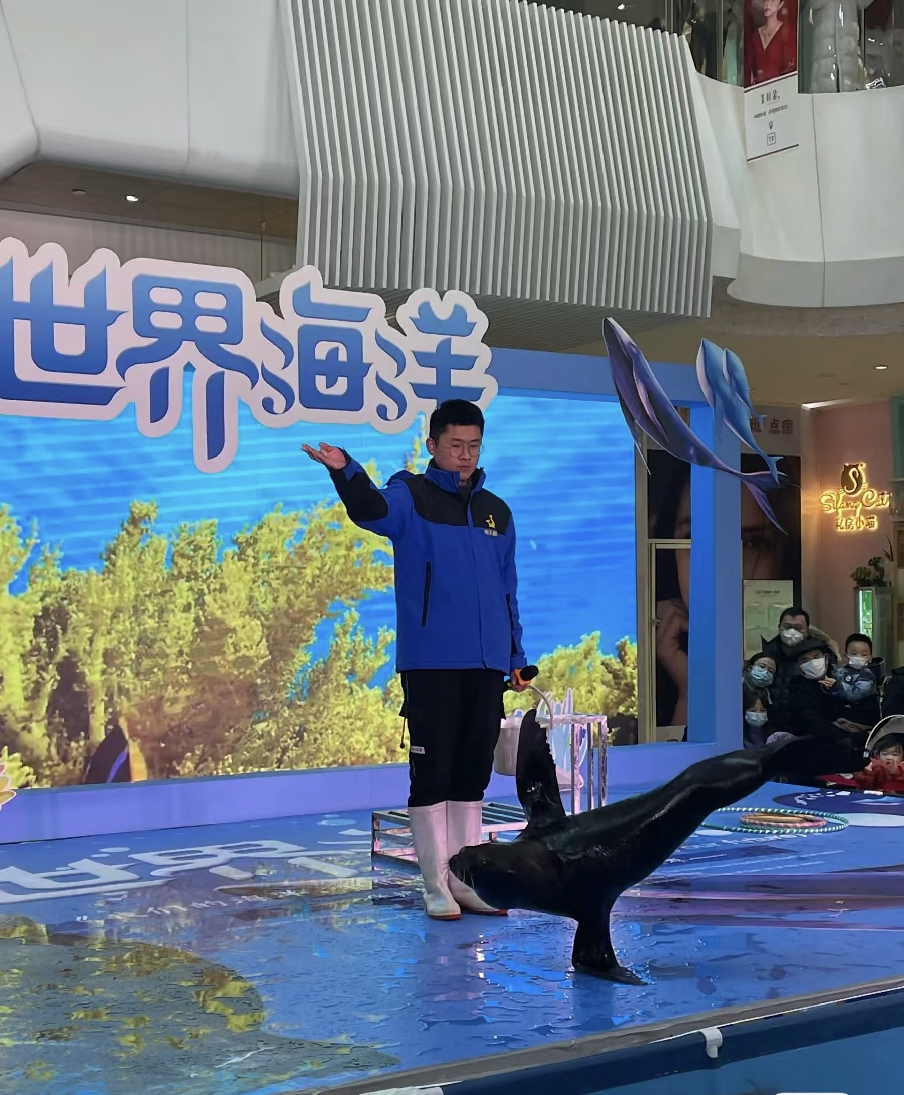 五一海狮表演出租暖场引流好资源推荐一手资