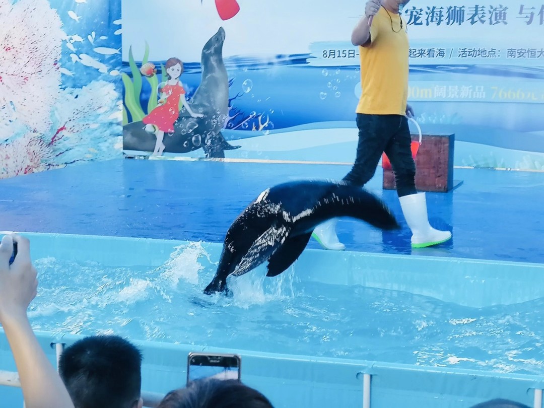 海狮表演出租