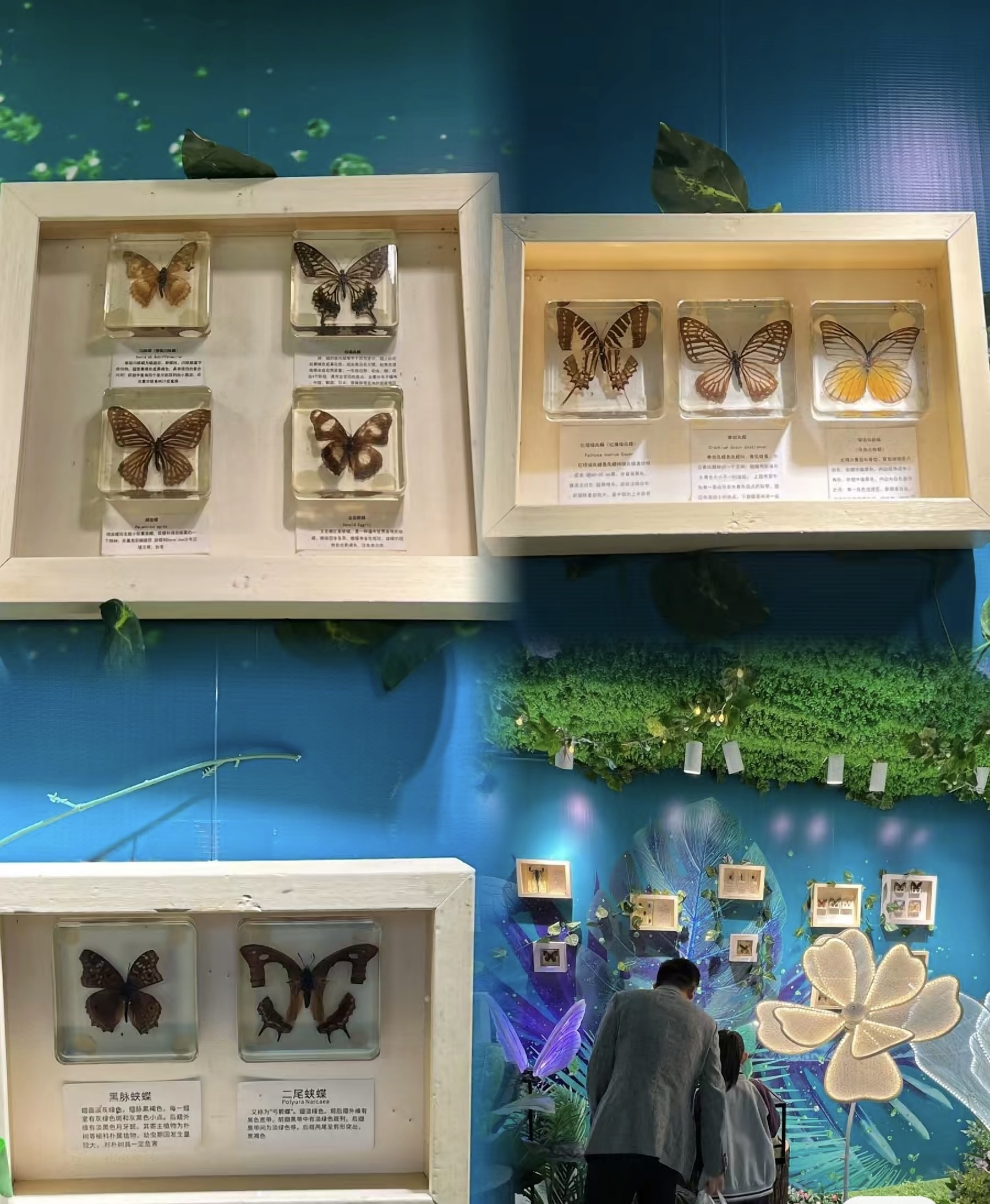 蝴蝶标本展览爬虫活体展览出租春季夏季好项