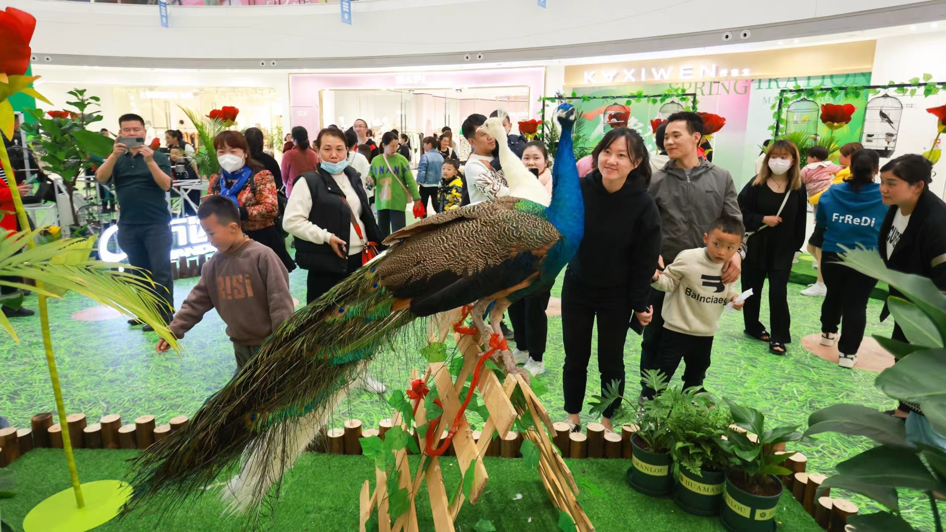 羊驼展览，萌宠乐园互动，萌宠动物出租出售