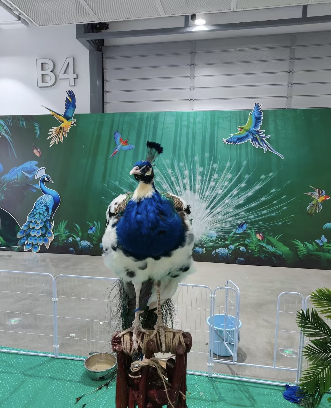 百鸟展引流策划春季五一引流好资源