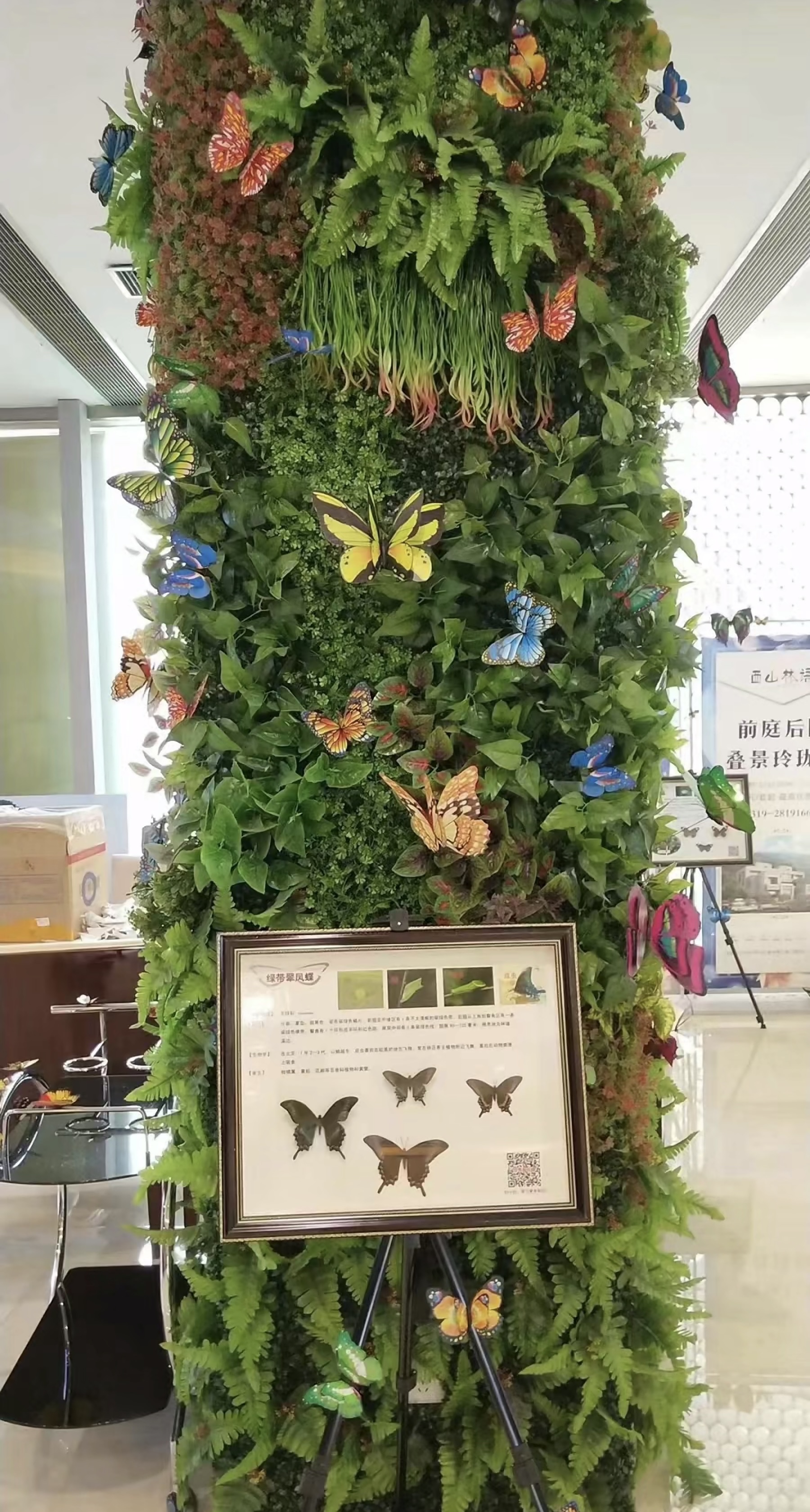 春季春暖花开蝴蝶点最标本出租引流客源蝴蝶