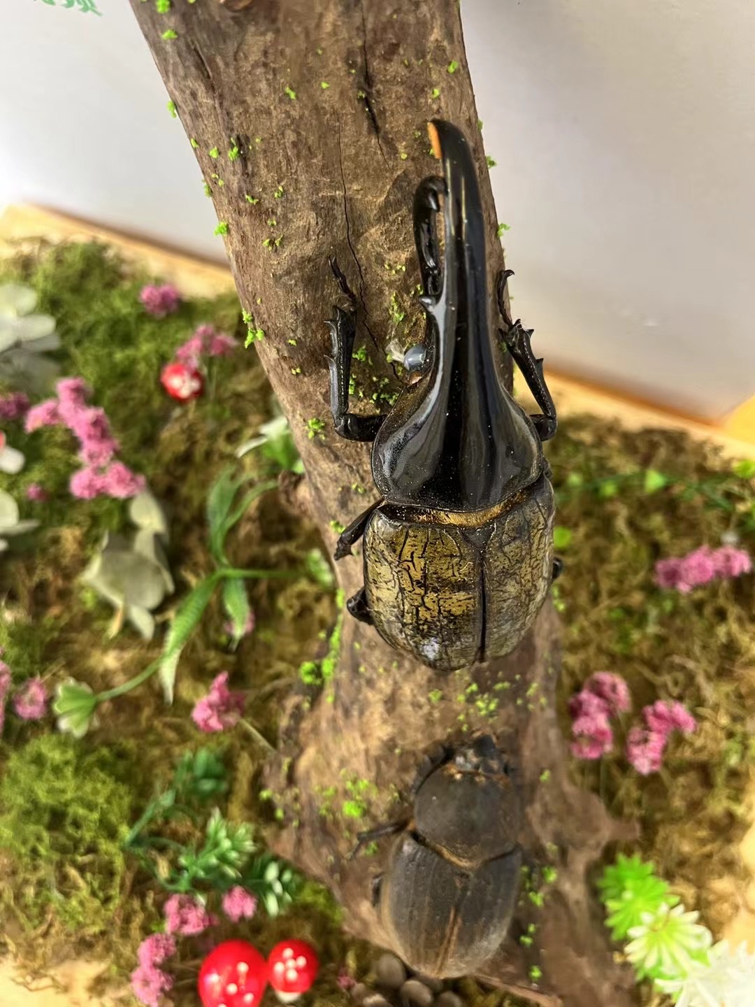 爬虫活体昆虫爬虫造景标本出租引流好资源