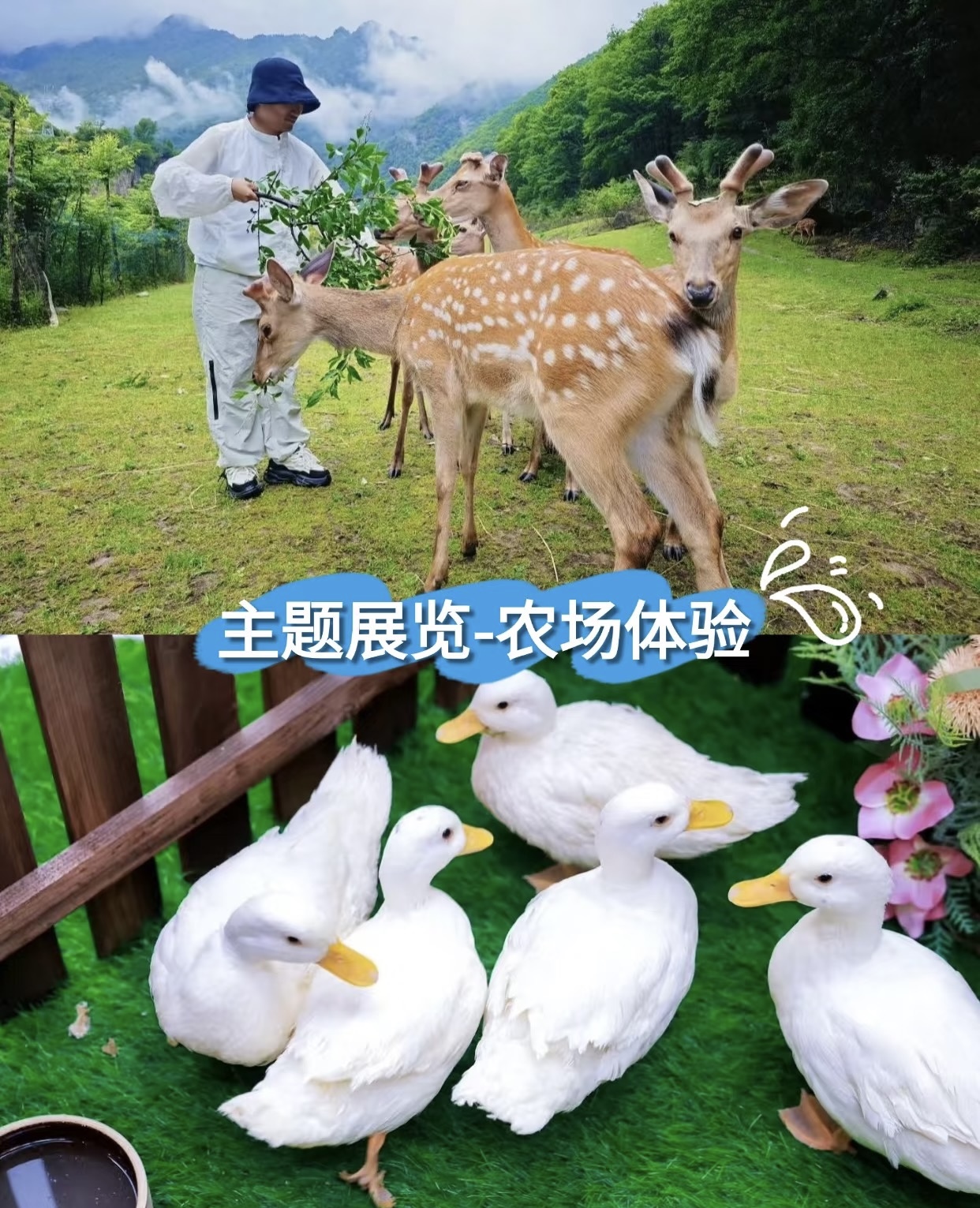 矮马出租萌马乐园马年引流必备