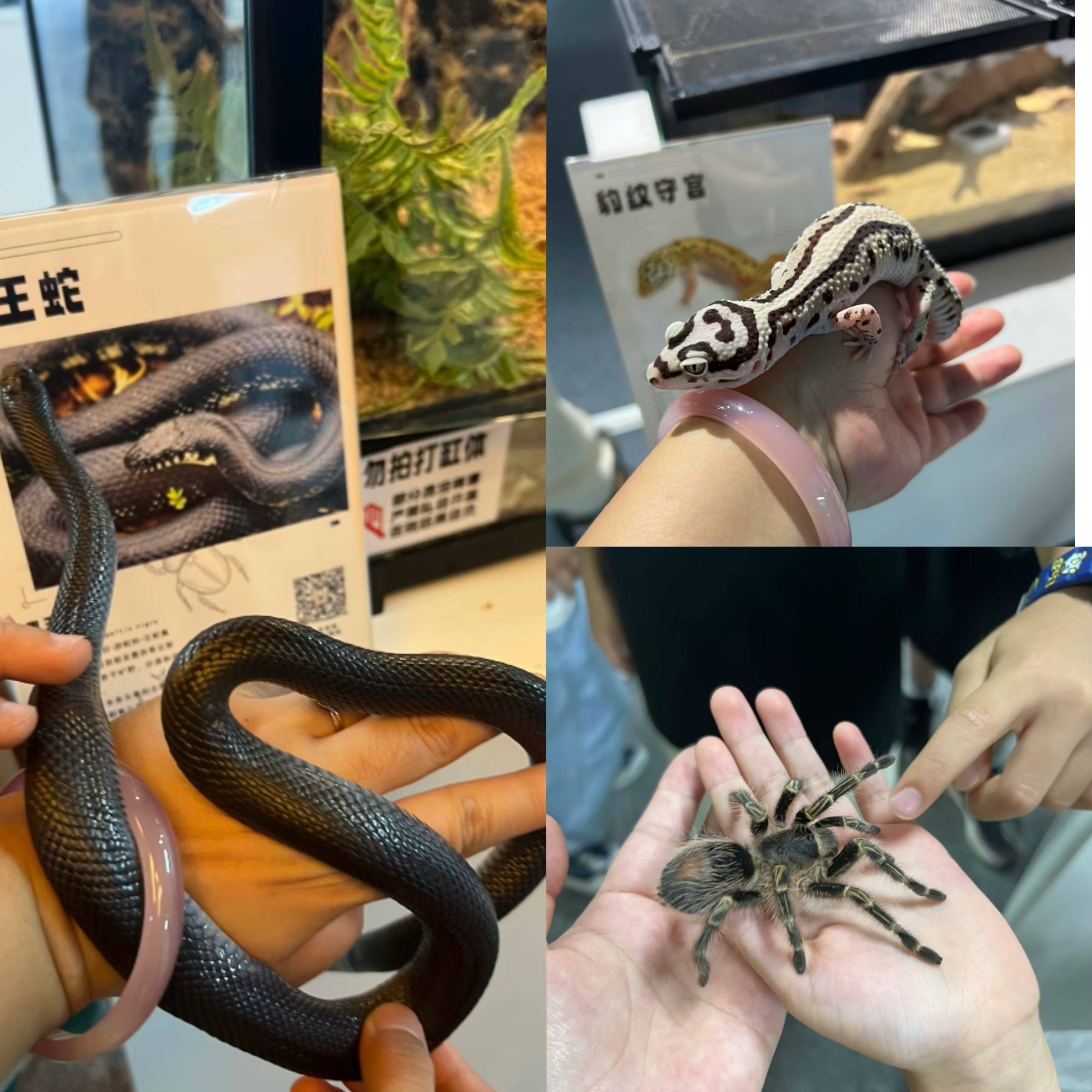 爬虫展览活体蝴蝶标本出租引流策划好资源