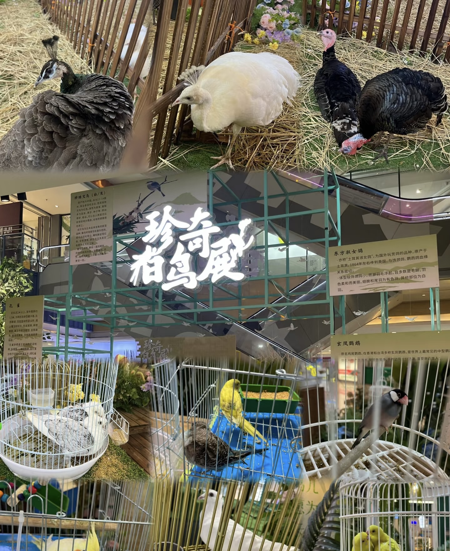 百鸟展引流策划春季五一引流好资源
