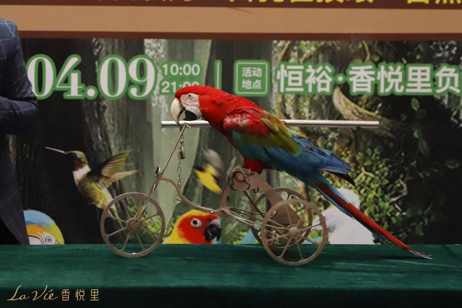 小马戏表演租赁猴子鹦鹉表演